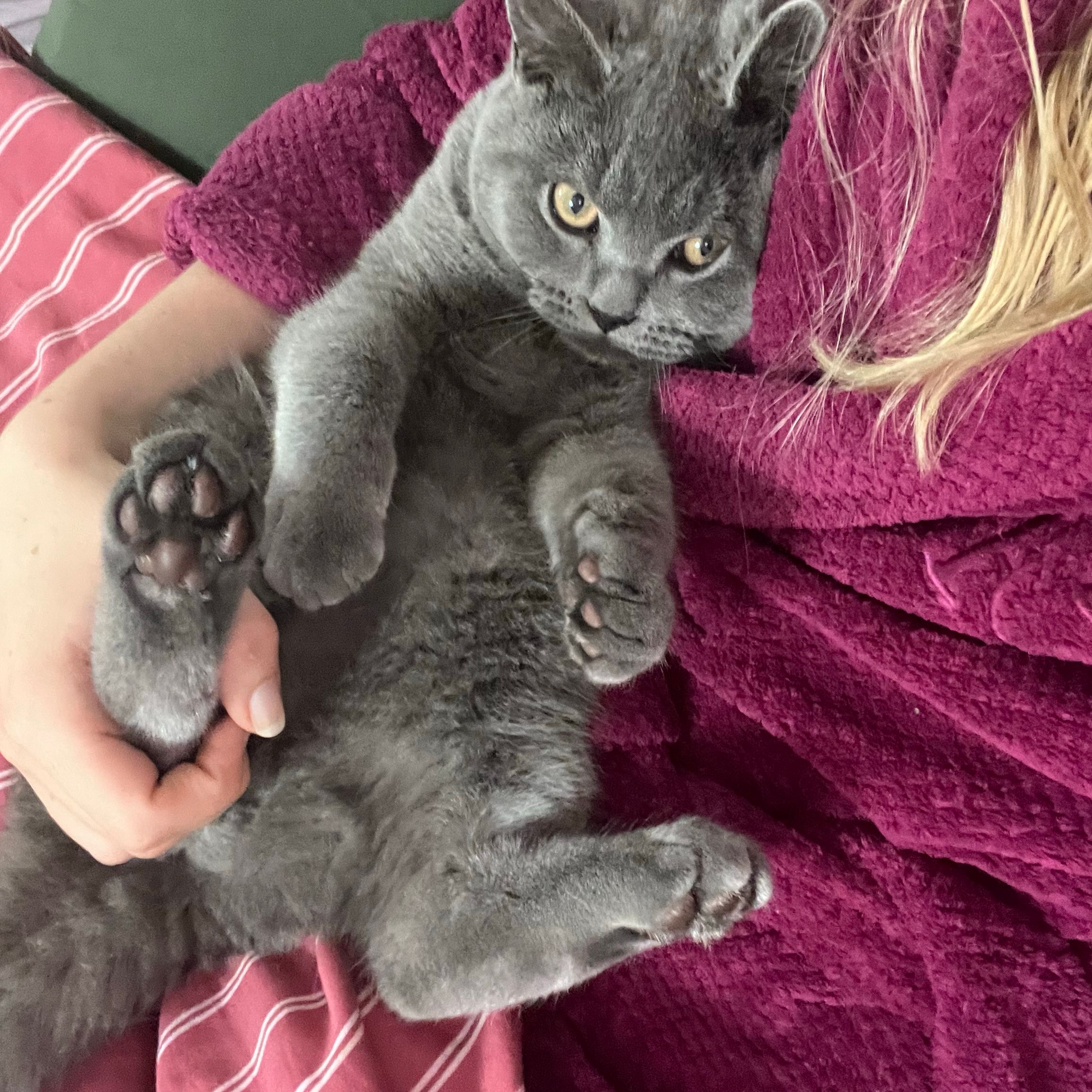 Jellybean