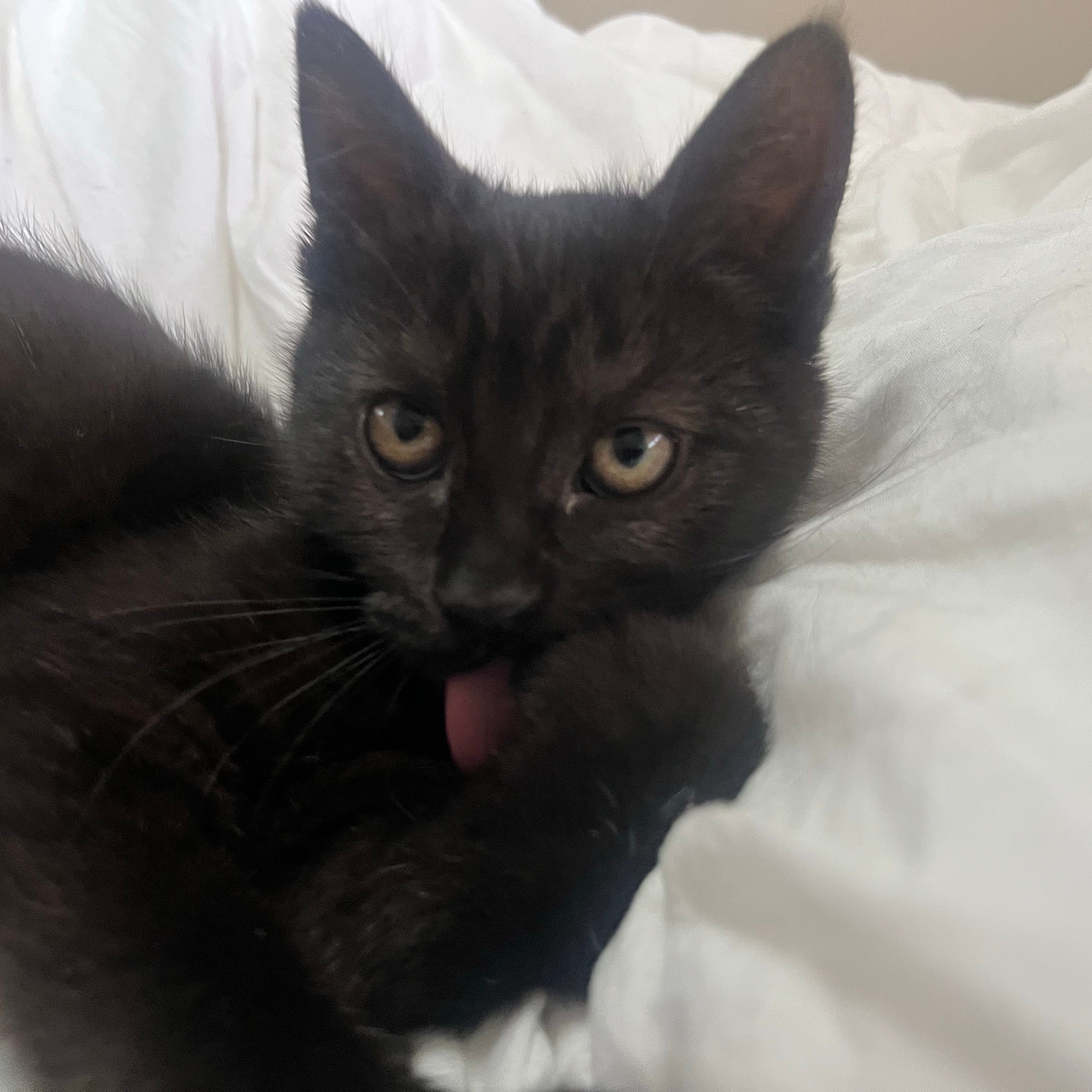 Binx