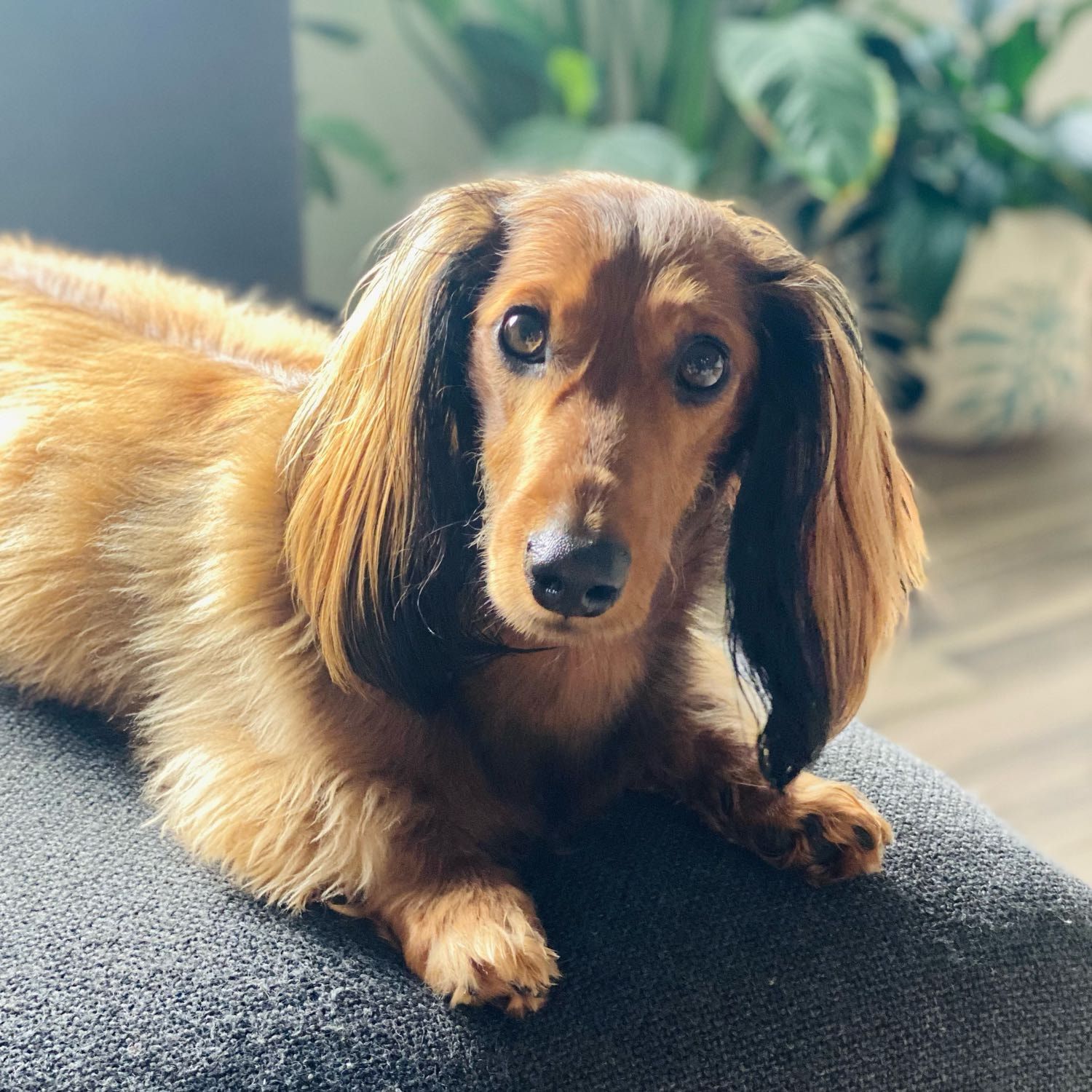 Milo