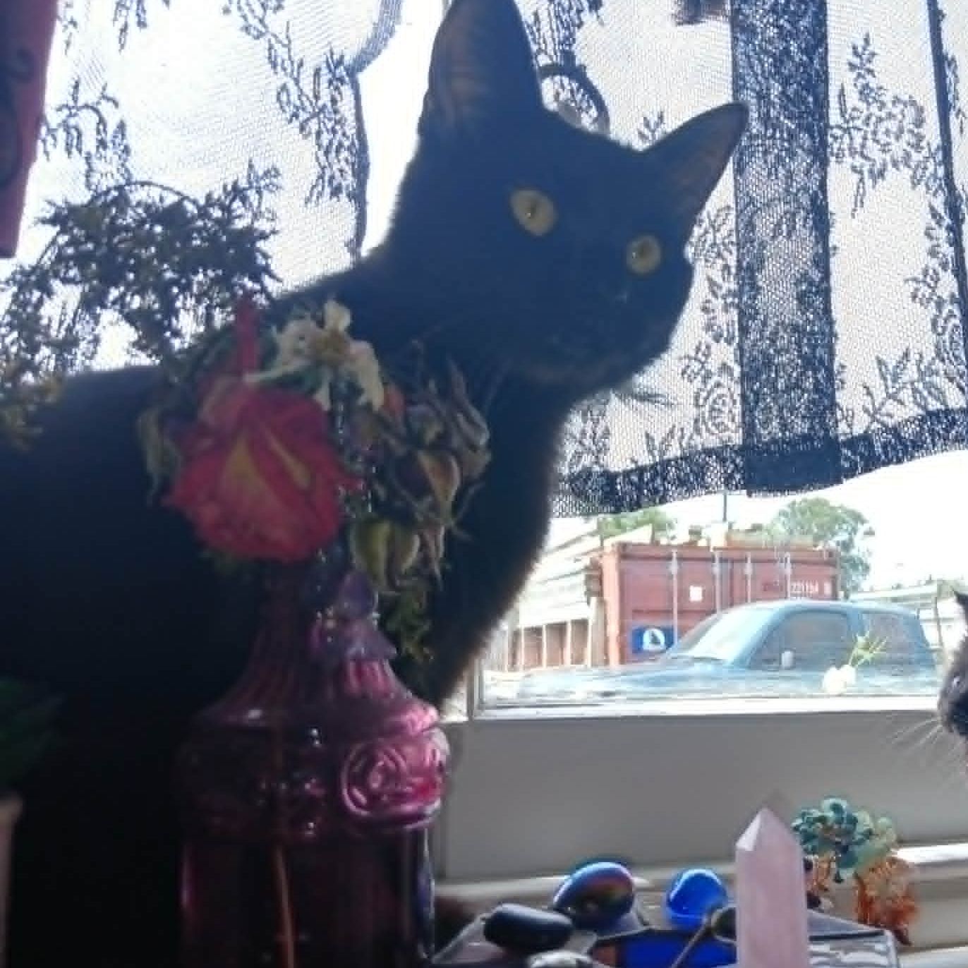Ivy