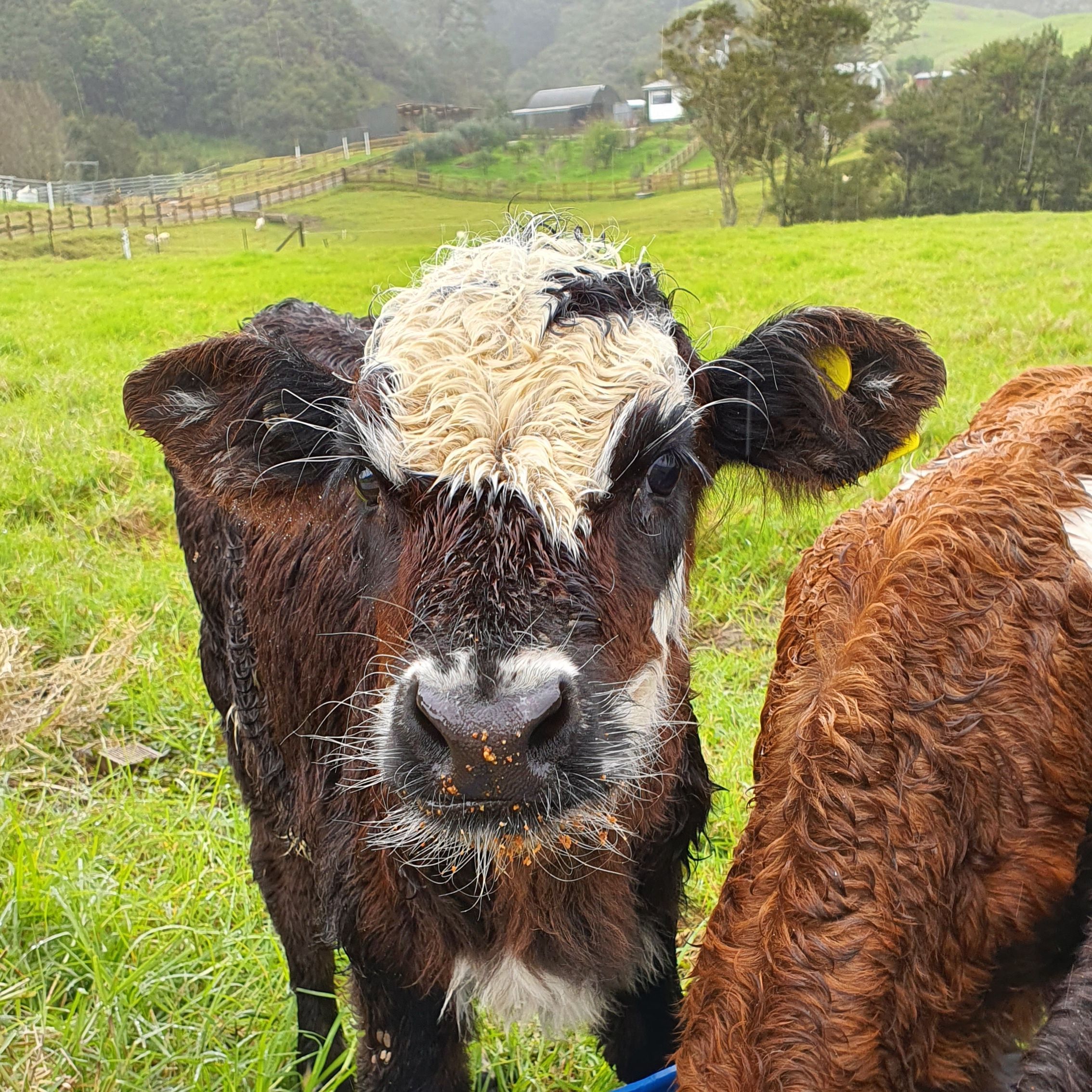 Cattle