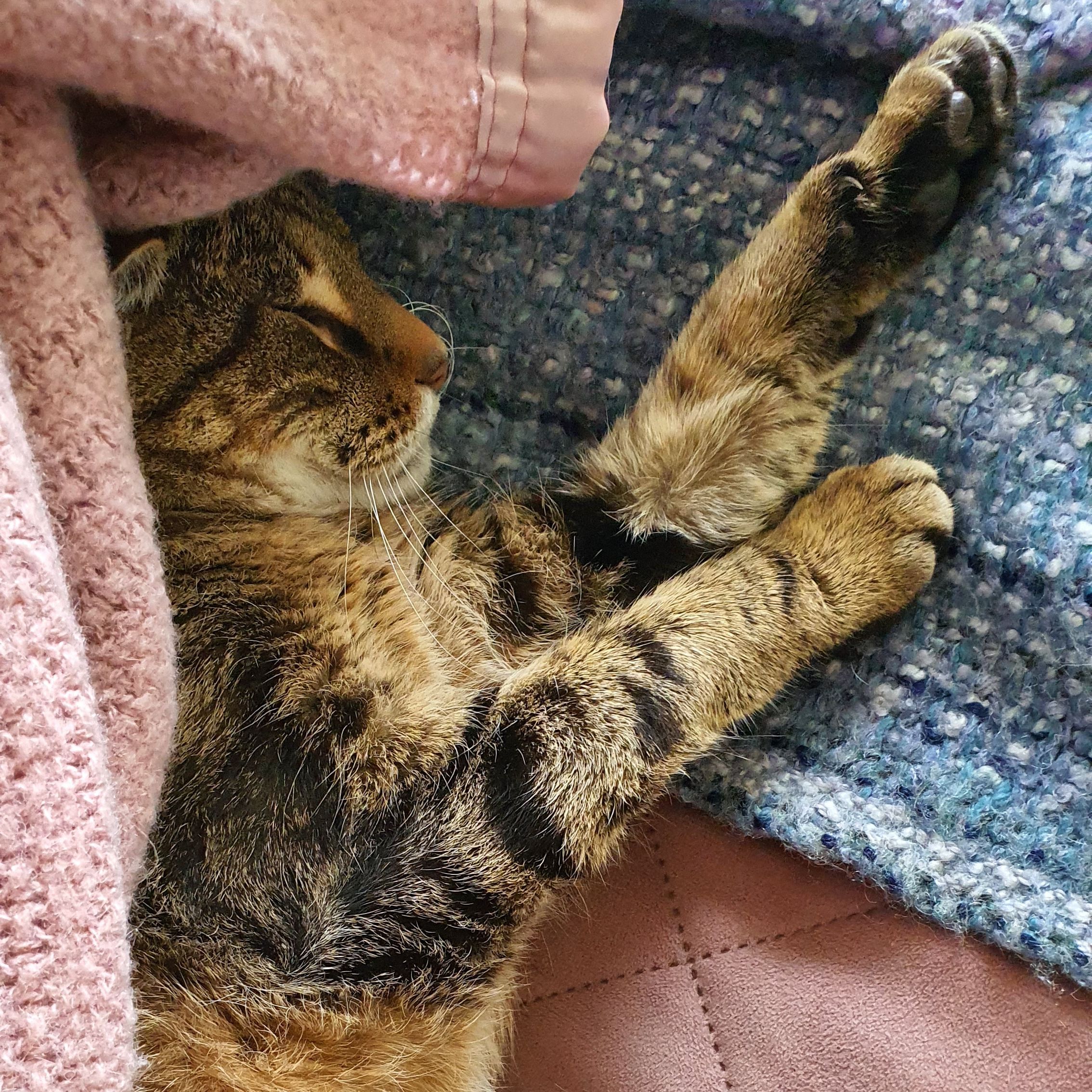 Izzy