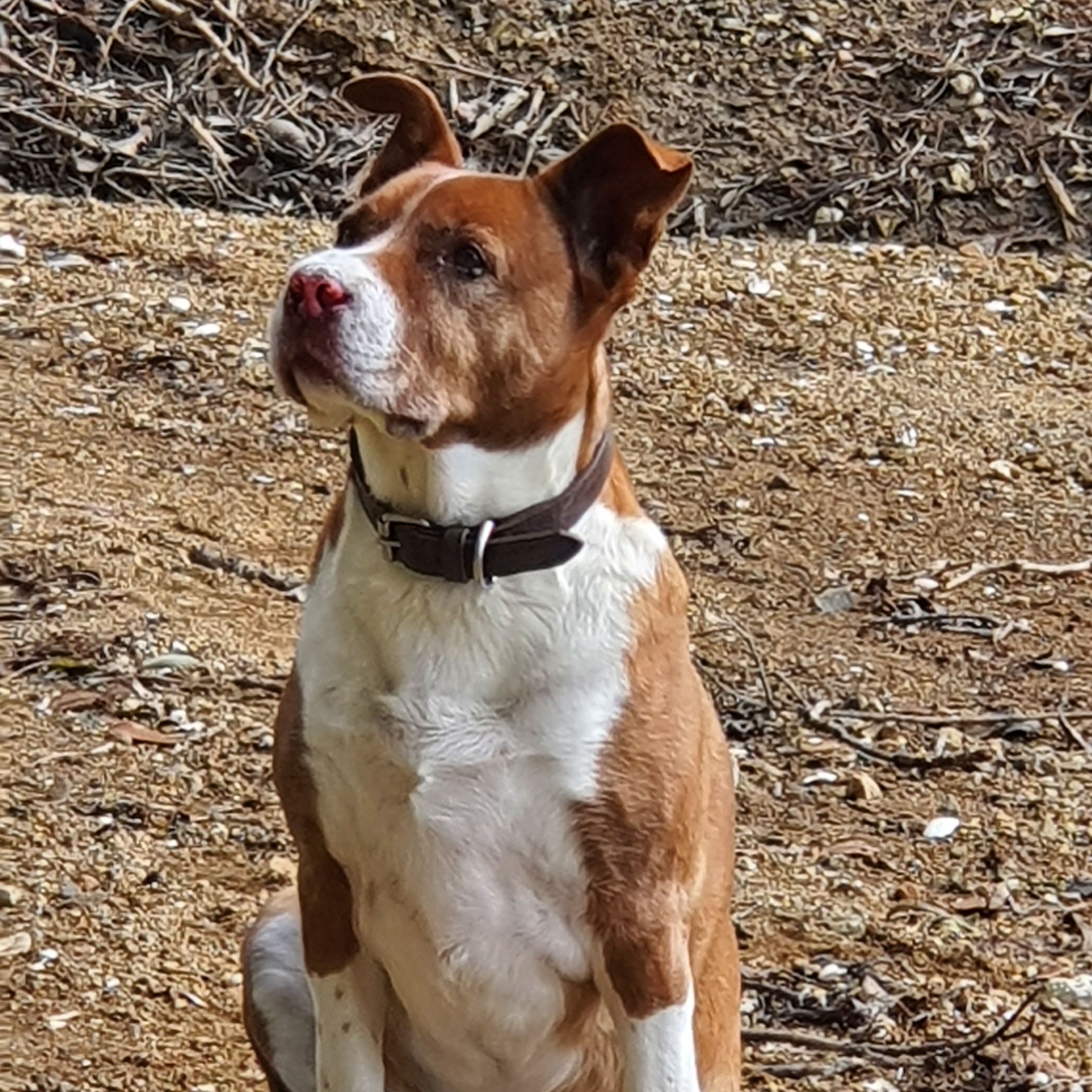 Hemi