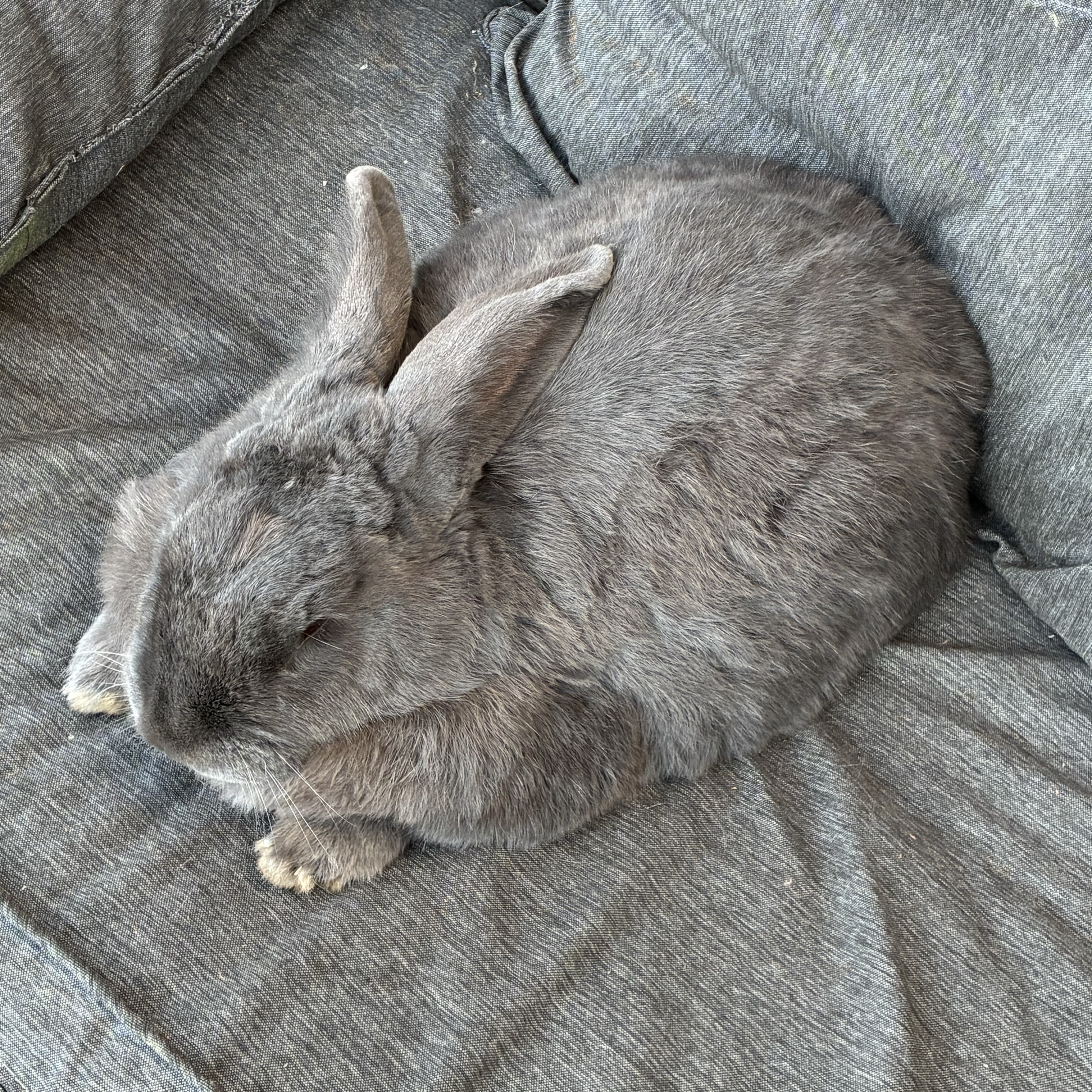 Big-bunny 