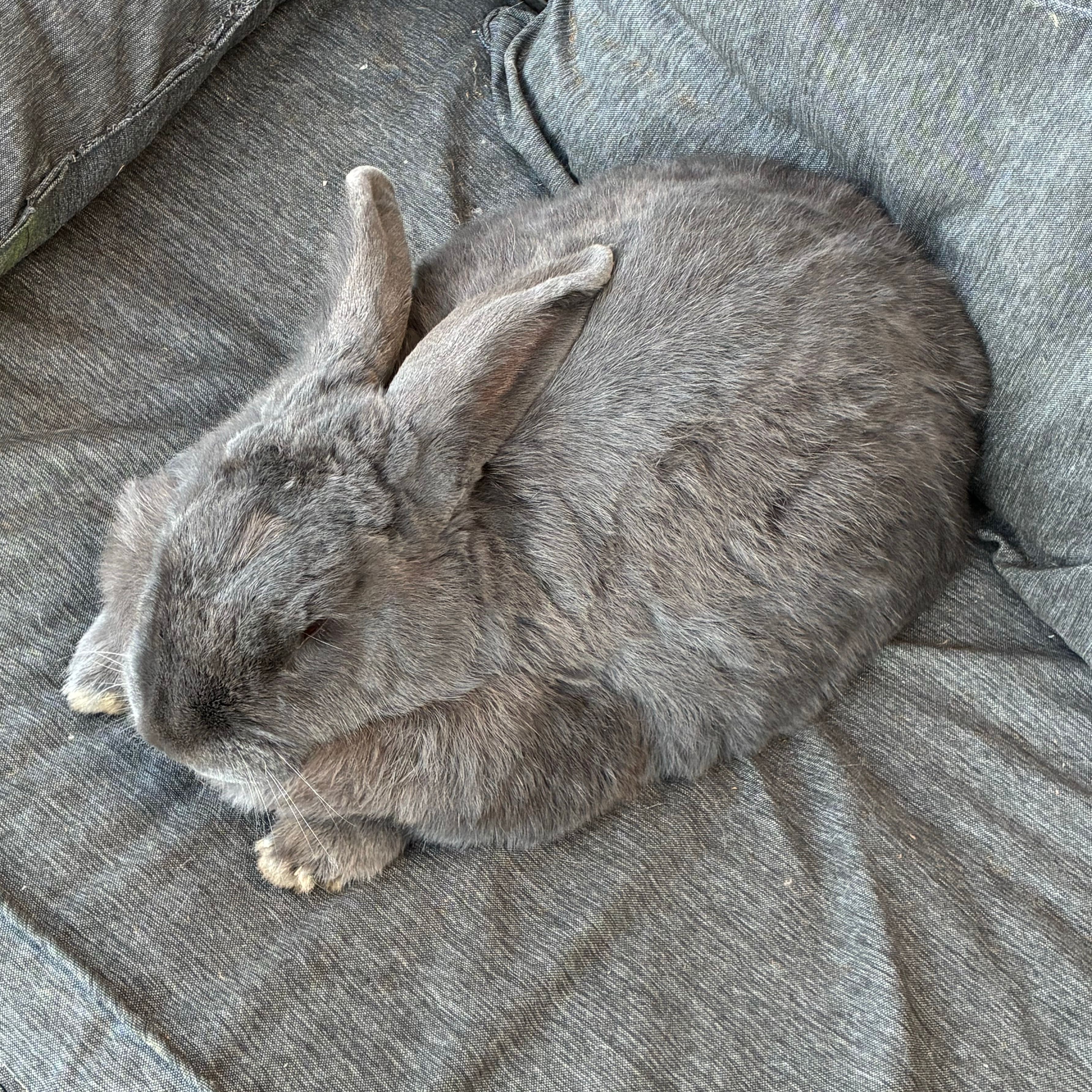 Big-bunny