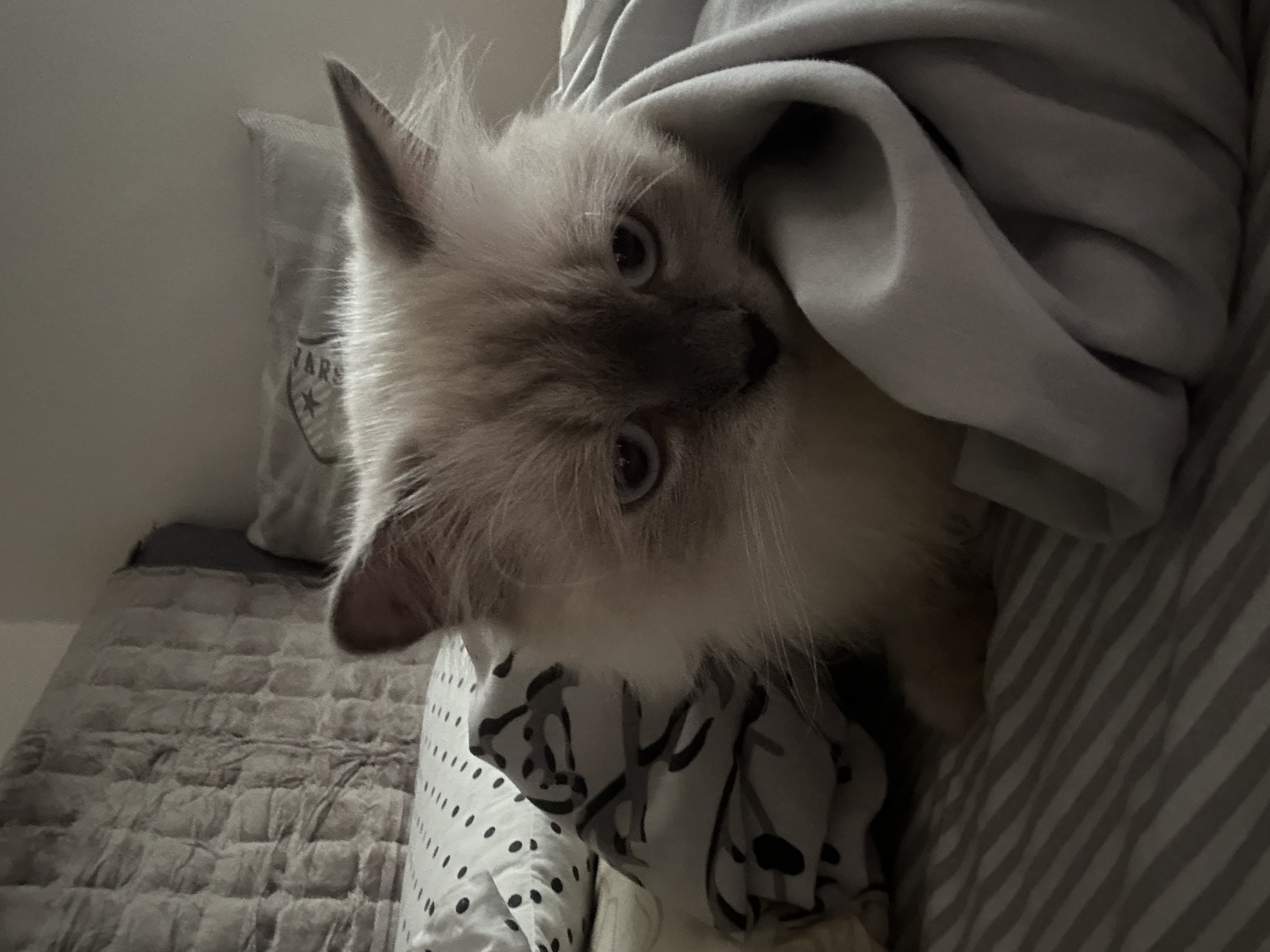 image-8