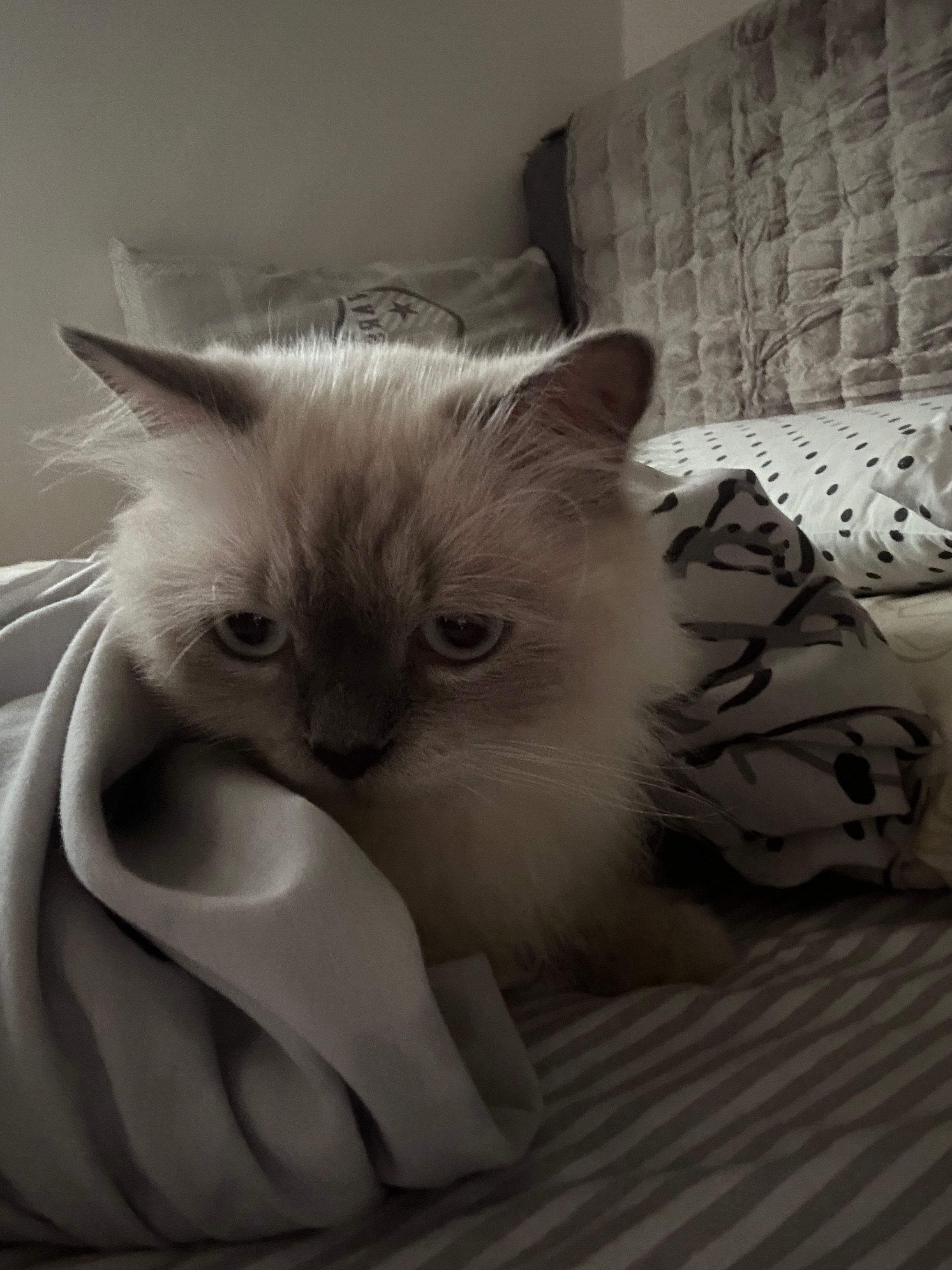image-8