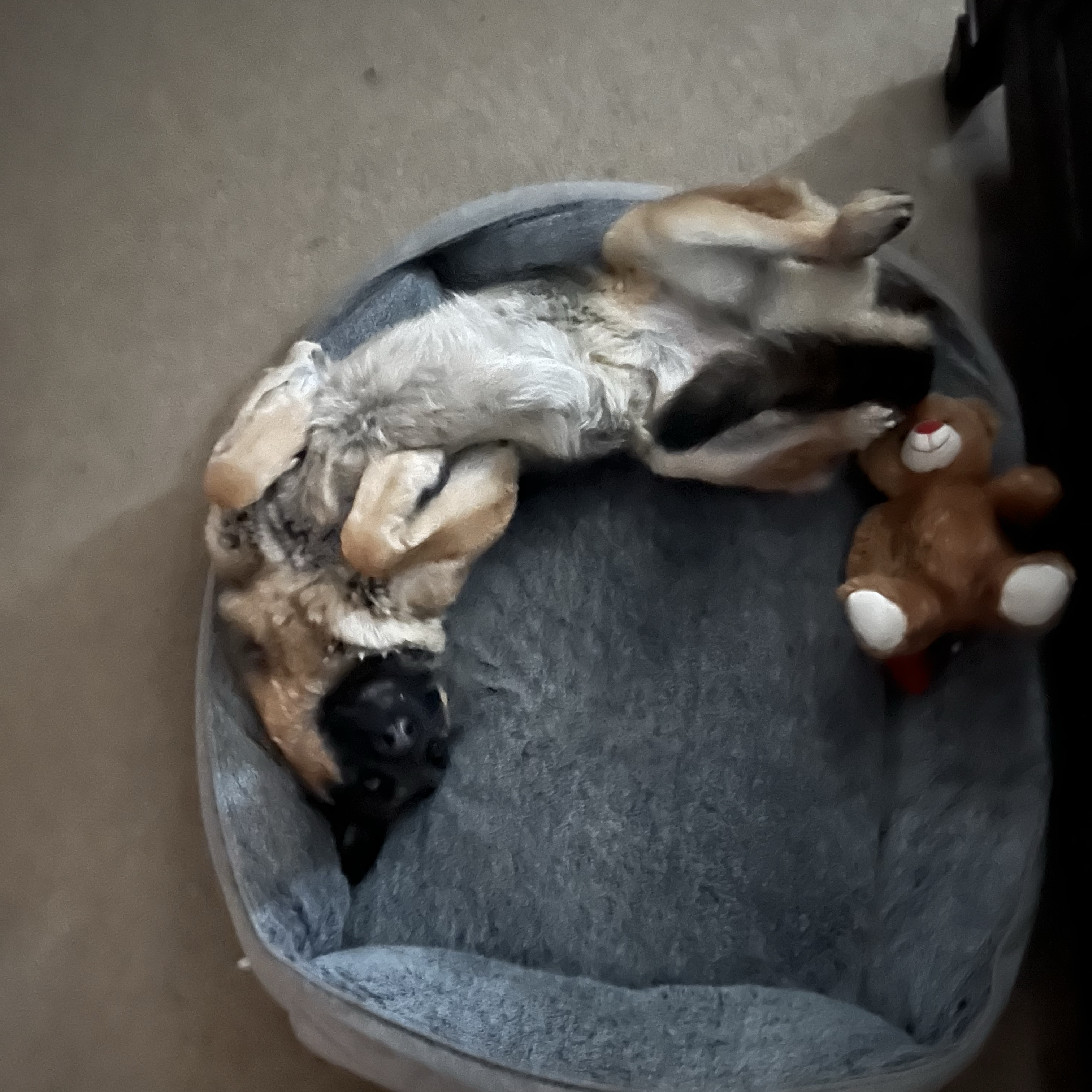 Zeus
