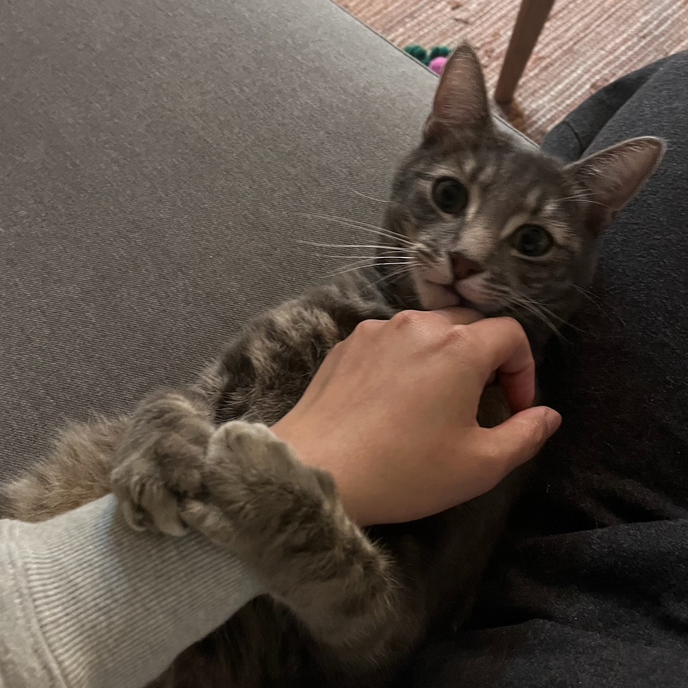 Bowie