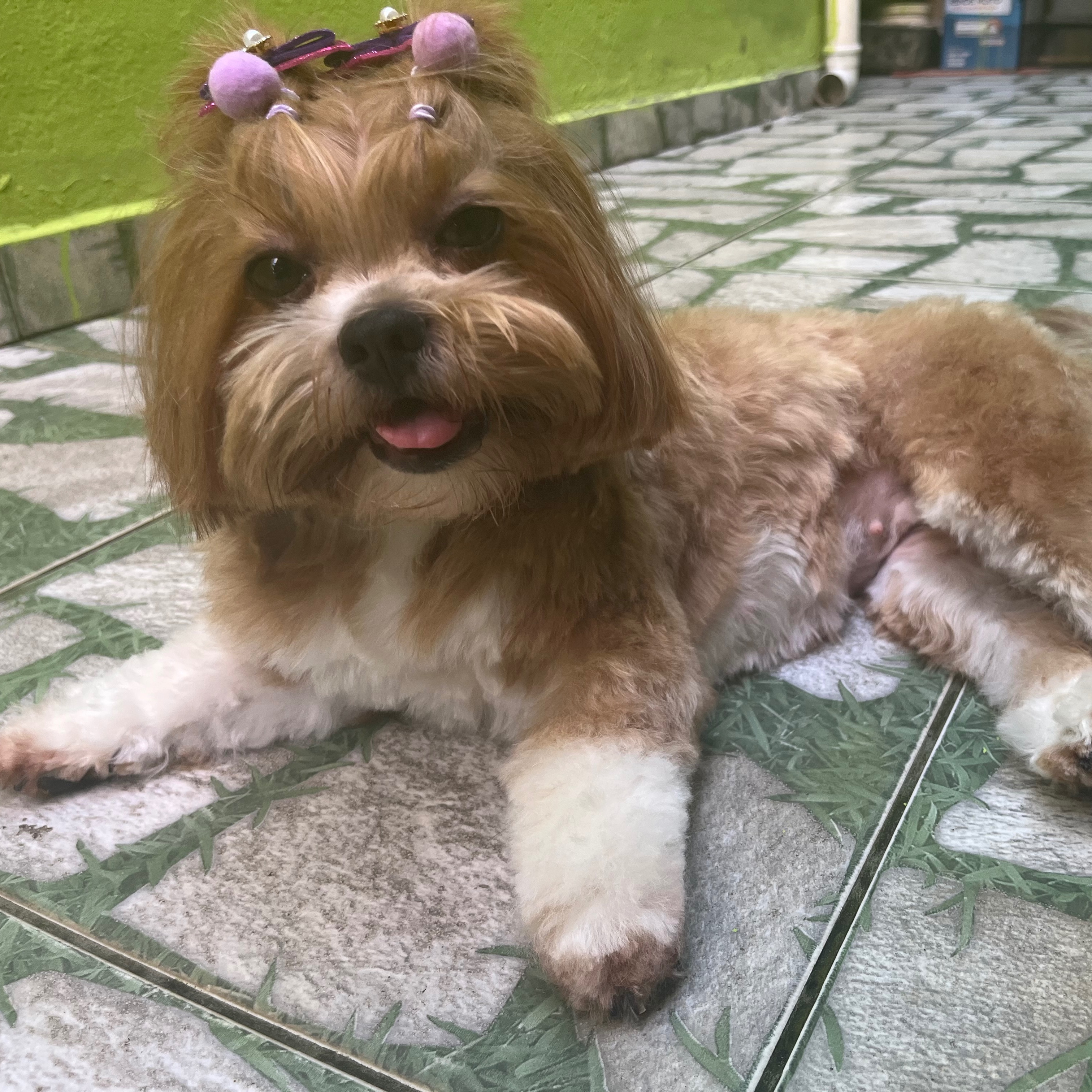 Amora