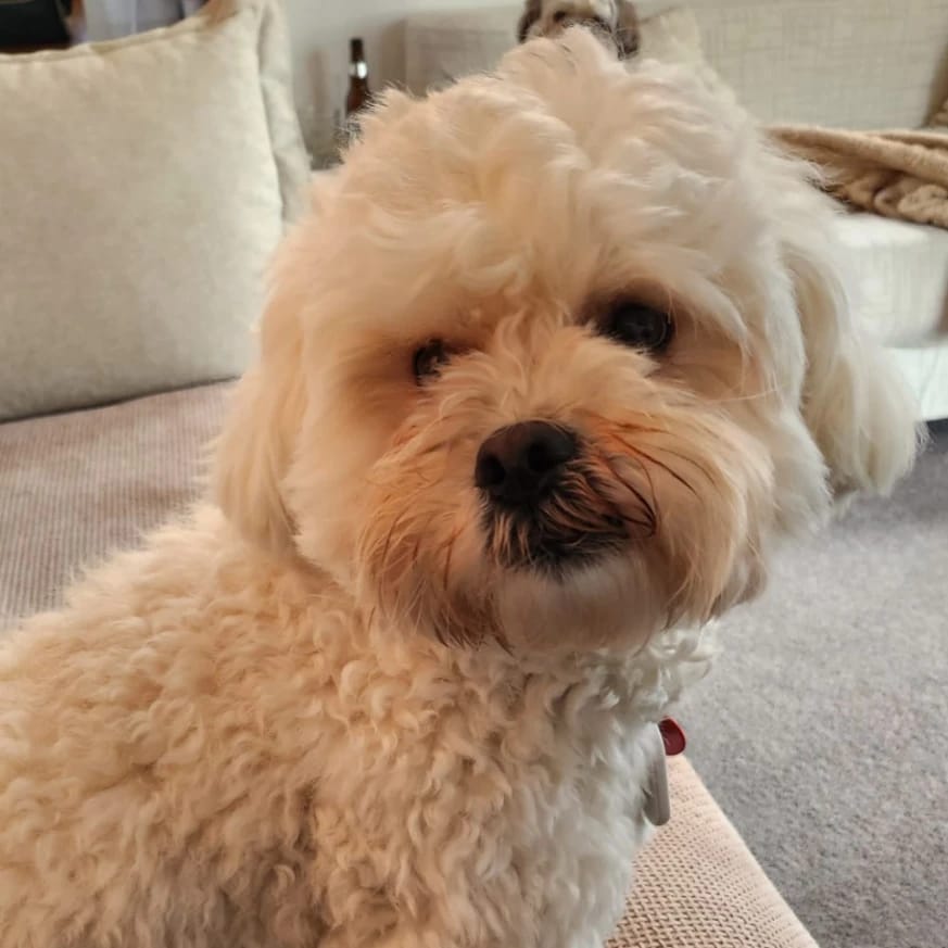 Alfie
