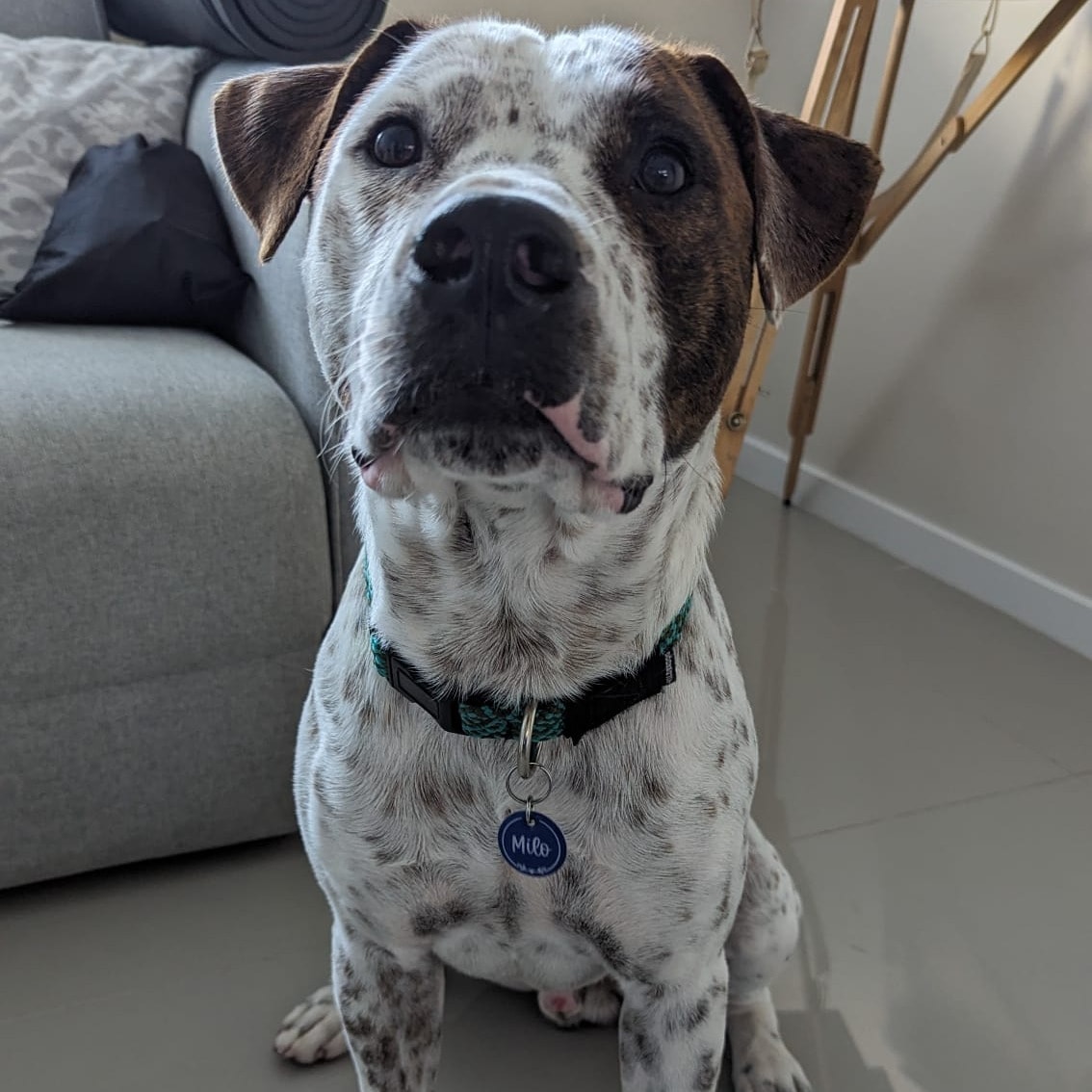 Milo