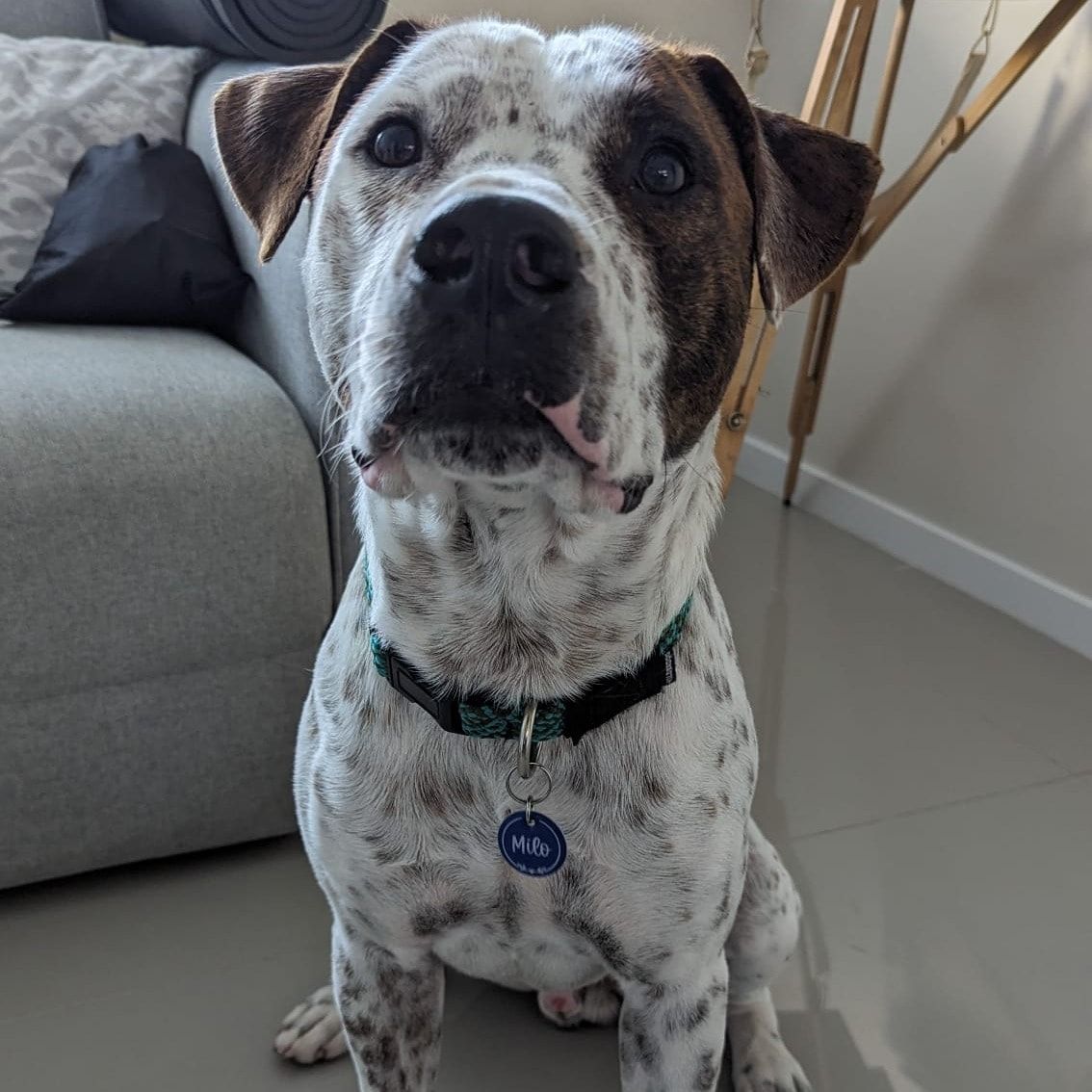 Milo