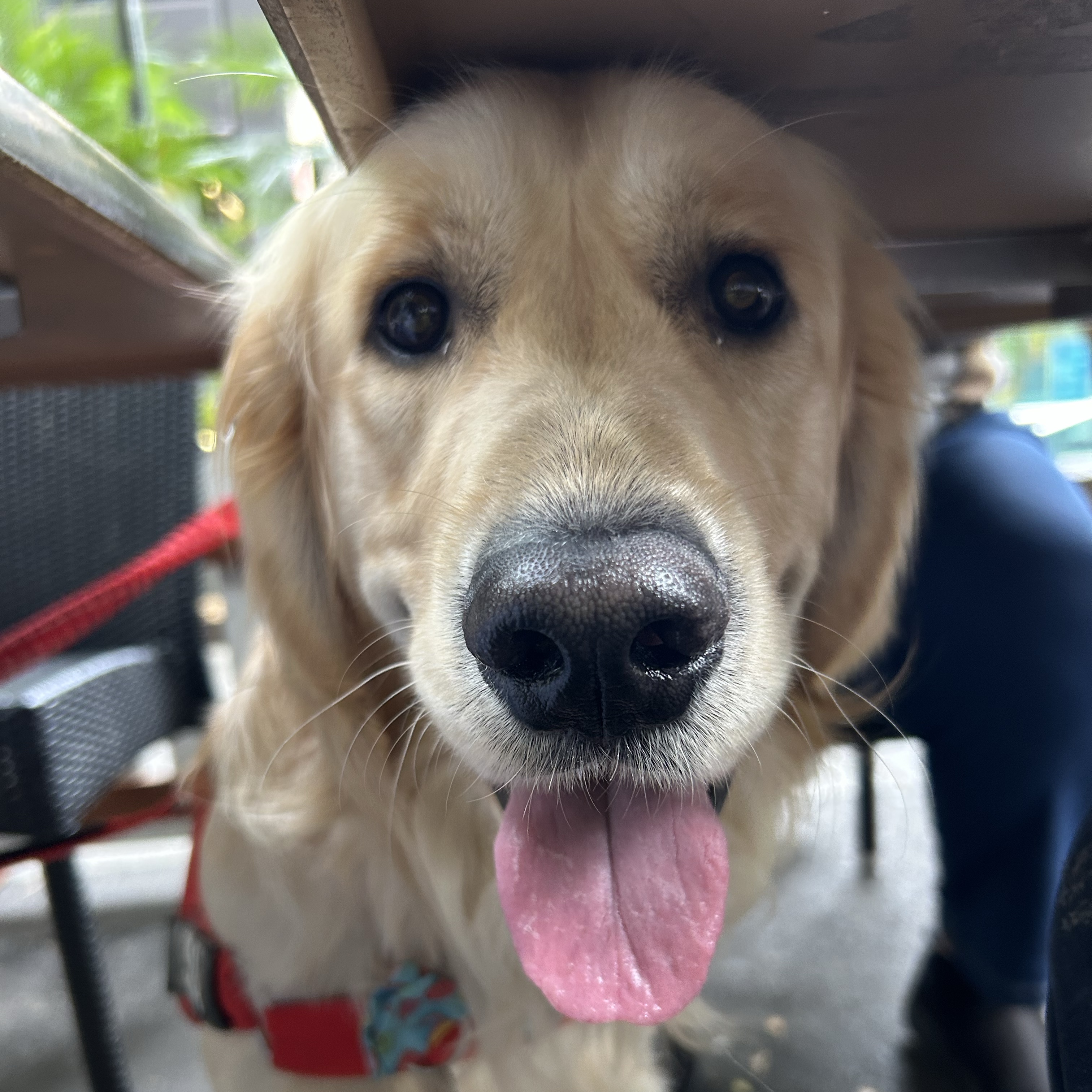 Simba