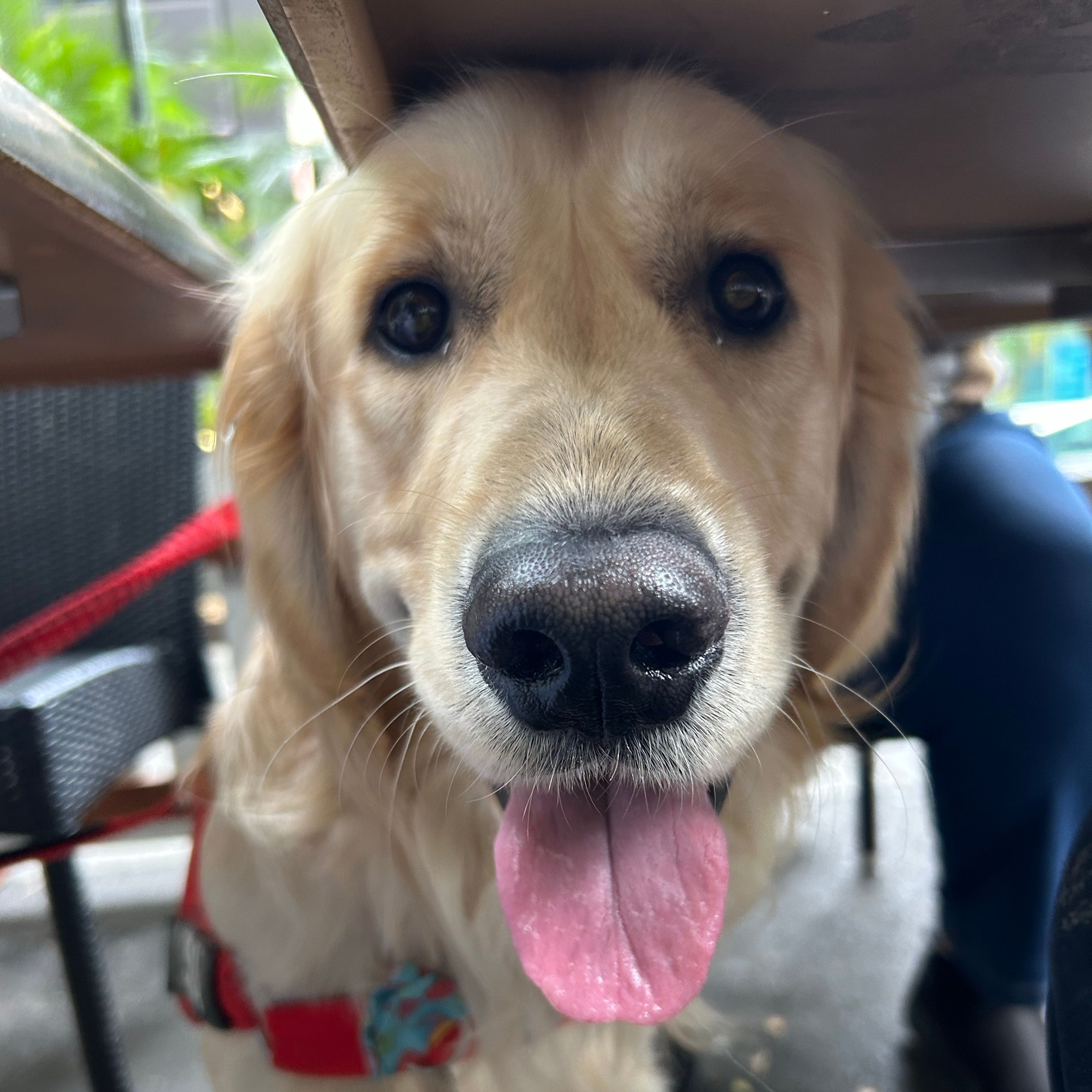 Simba