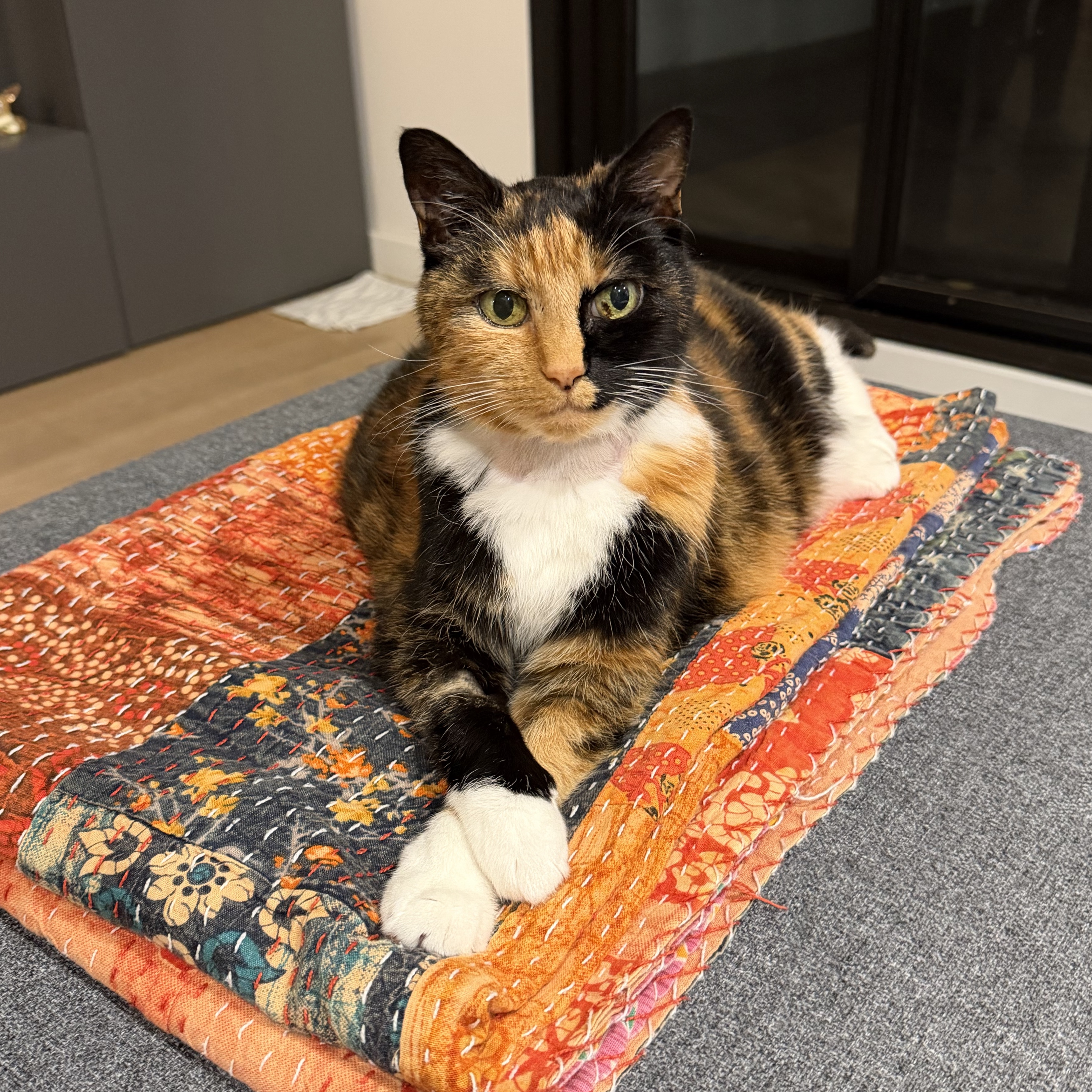 Carla (foster cat)