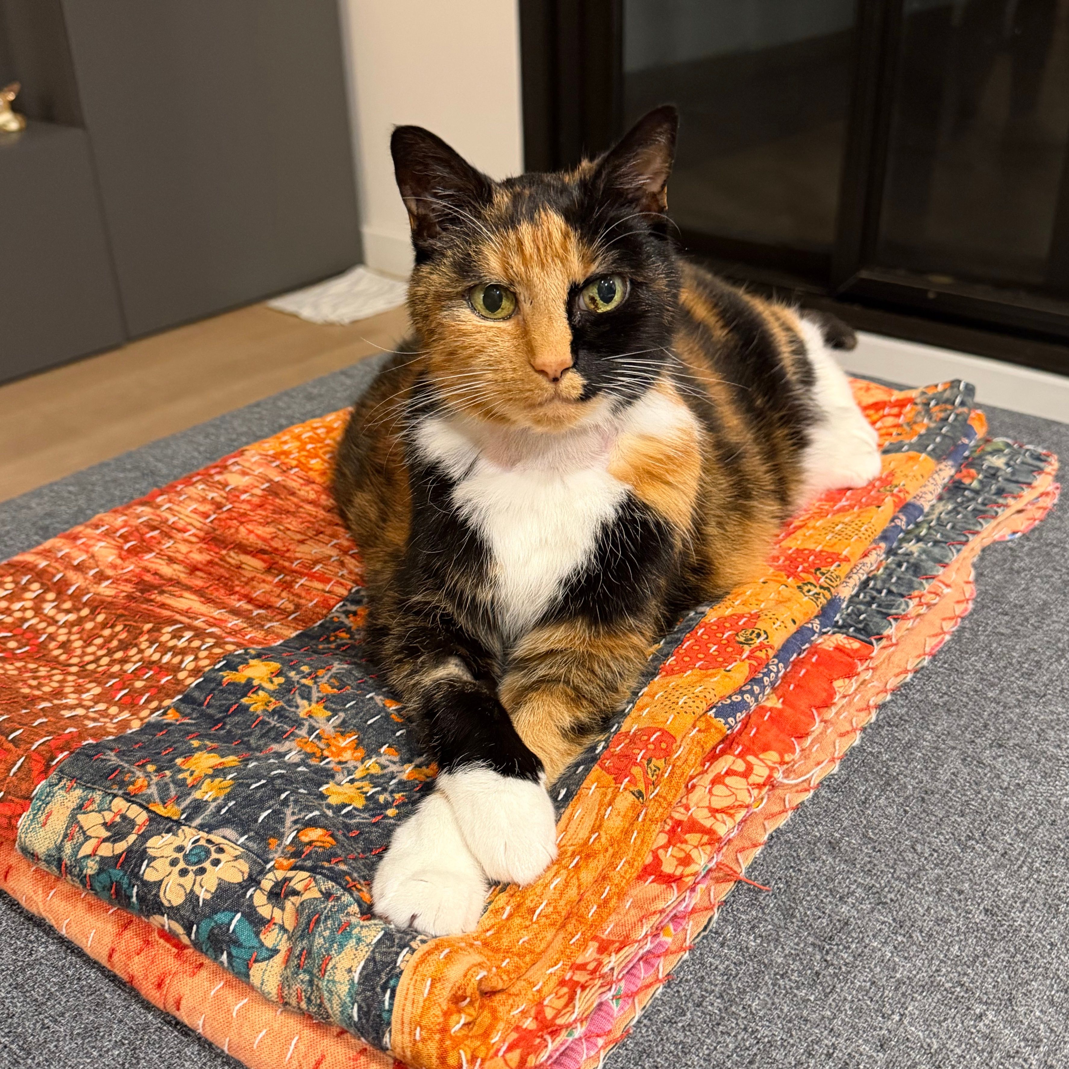 Carla (foster cat)