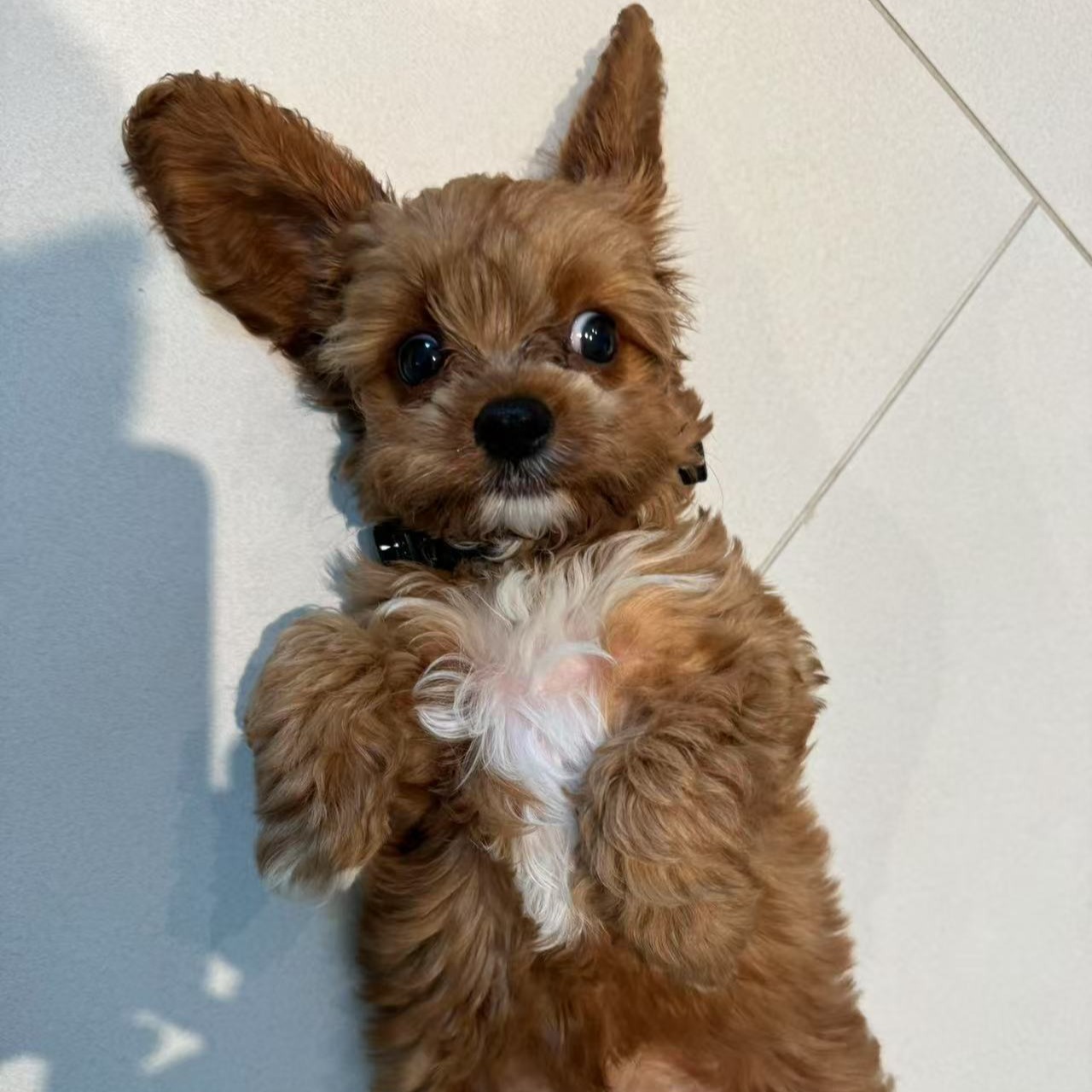 Peanut