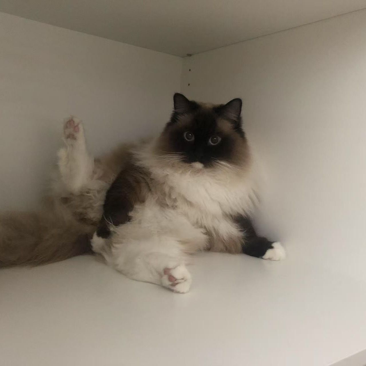 Phoebe