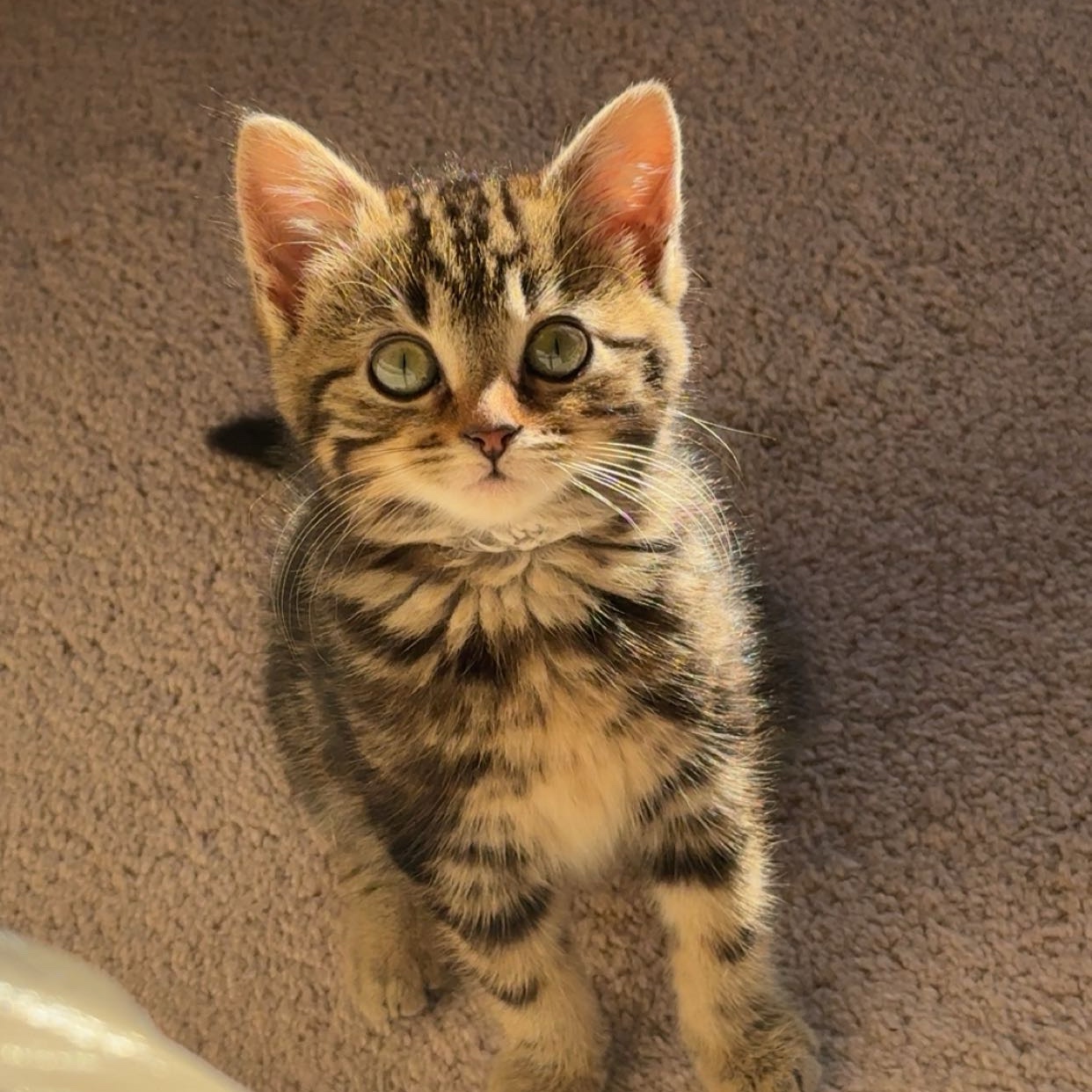 Pixie 