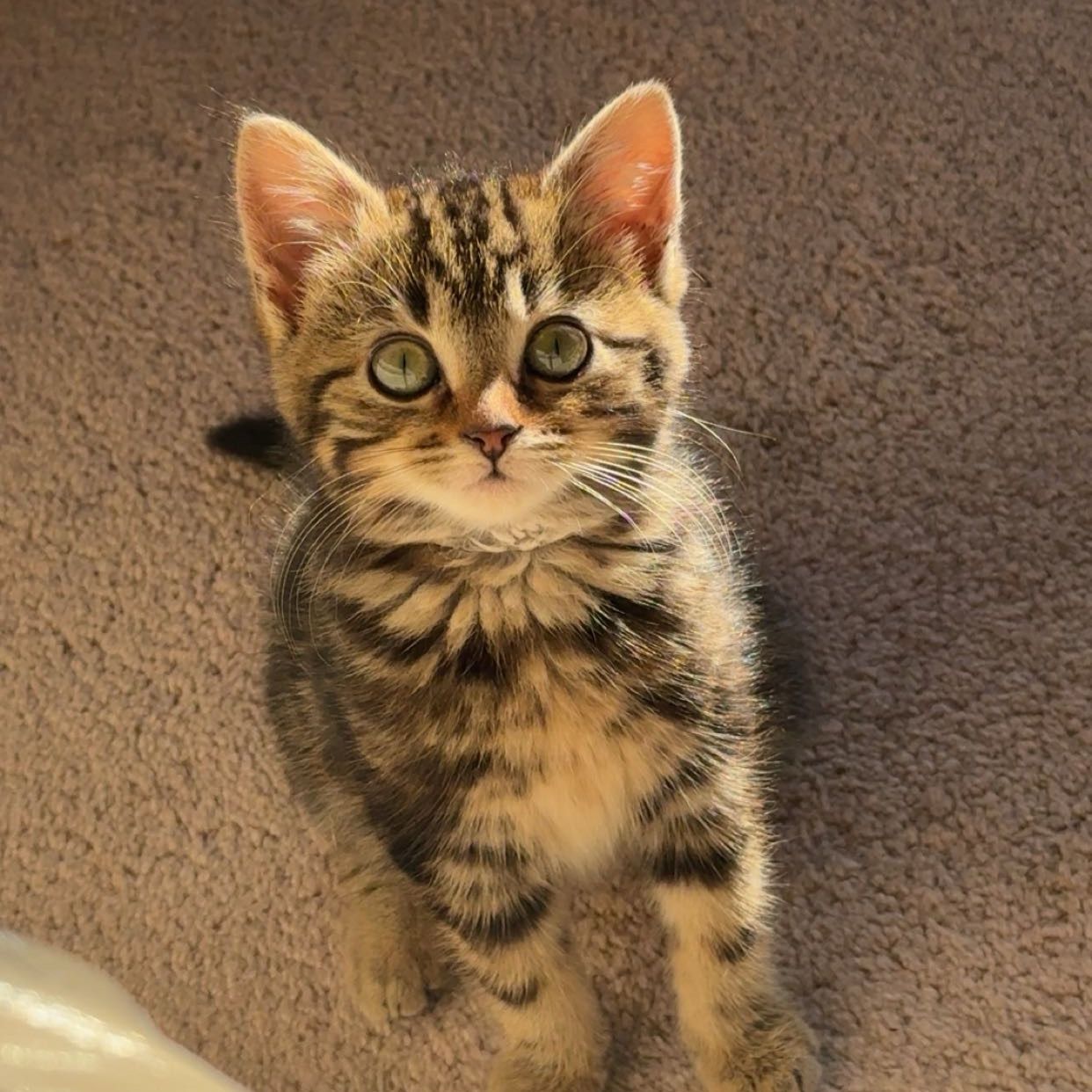 Pixie