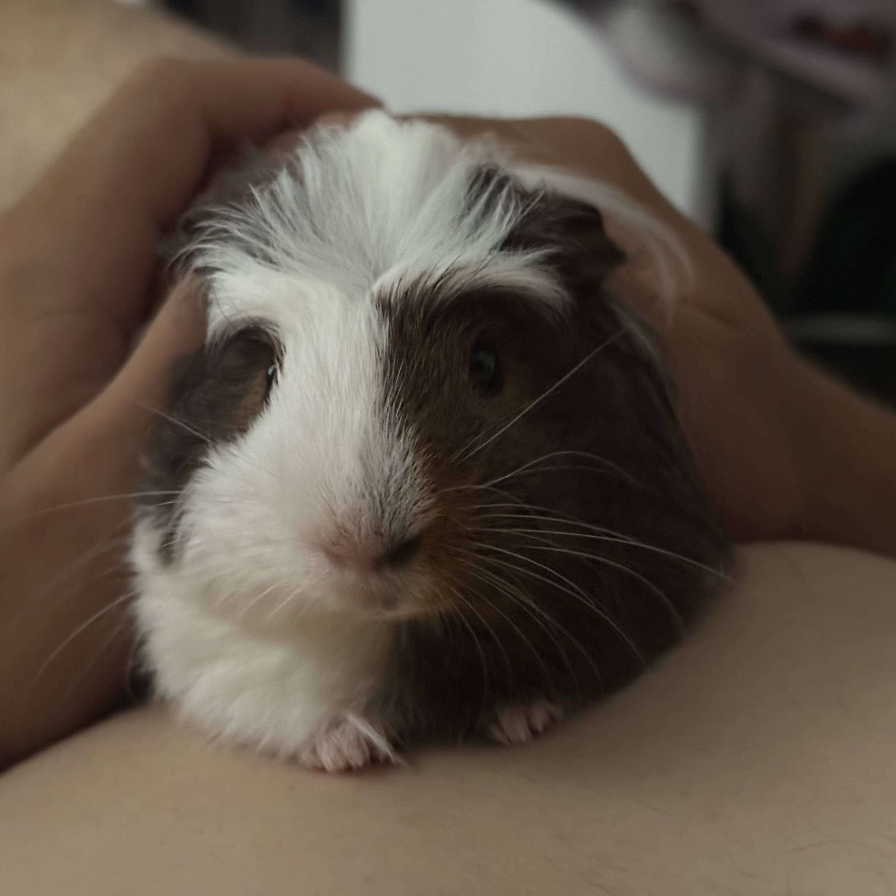 Alfred