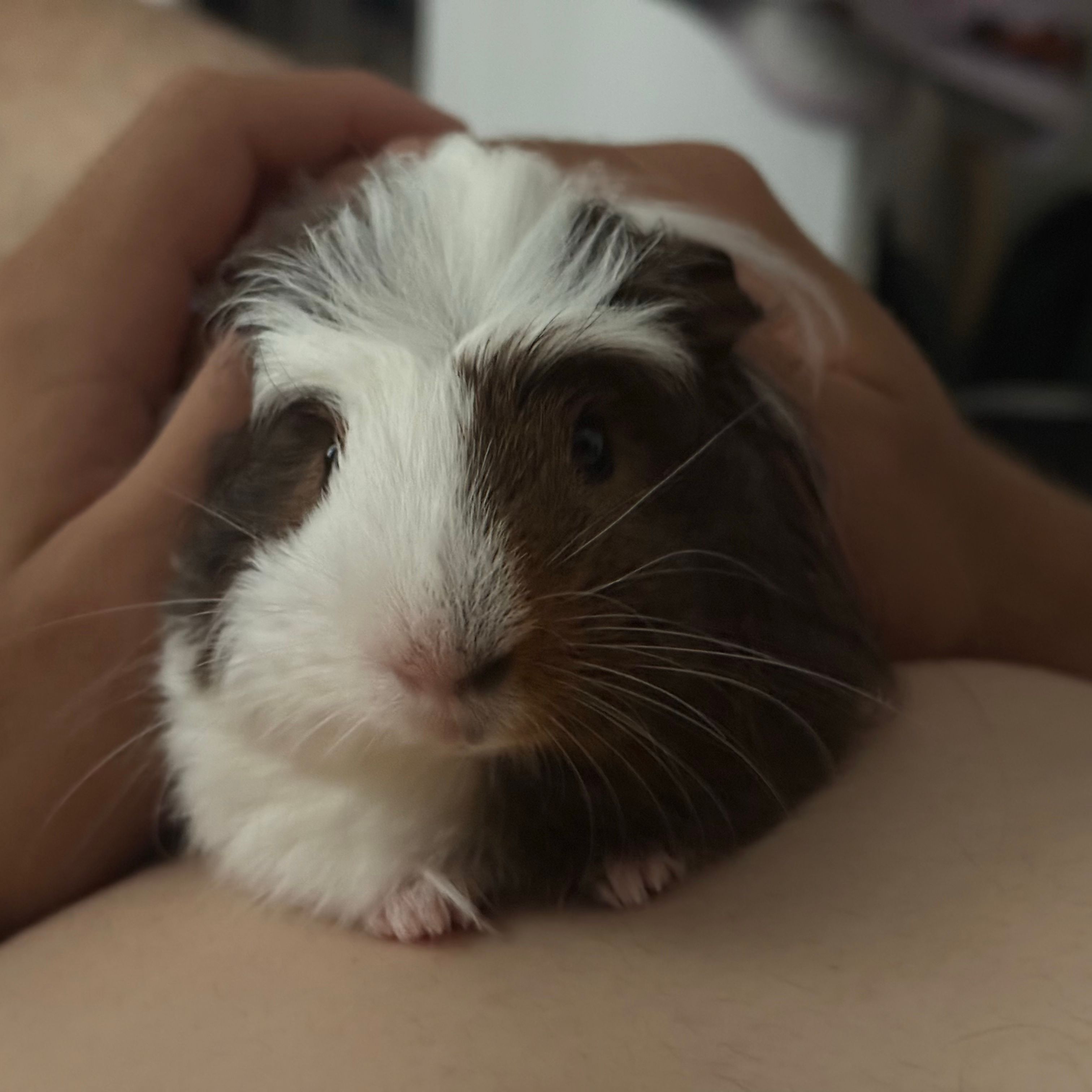 Alfred