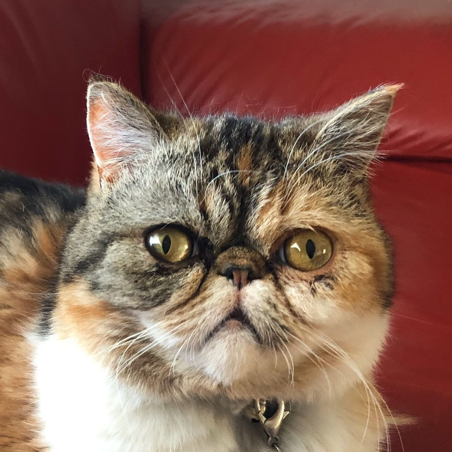 Isla