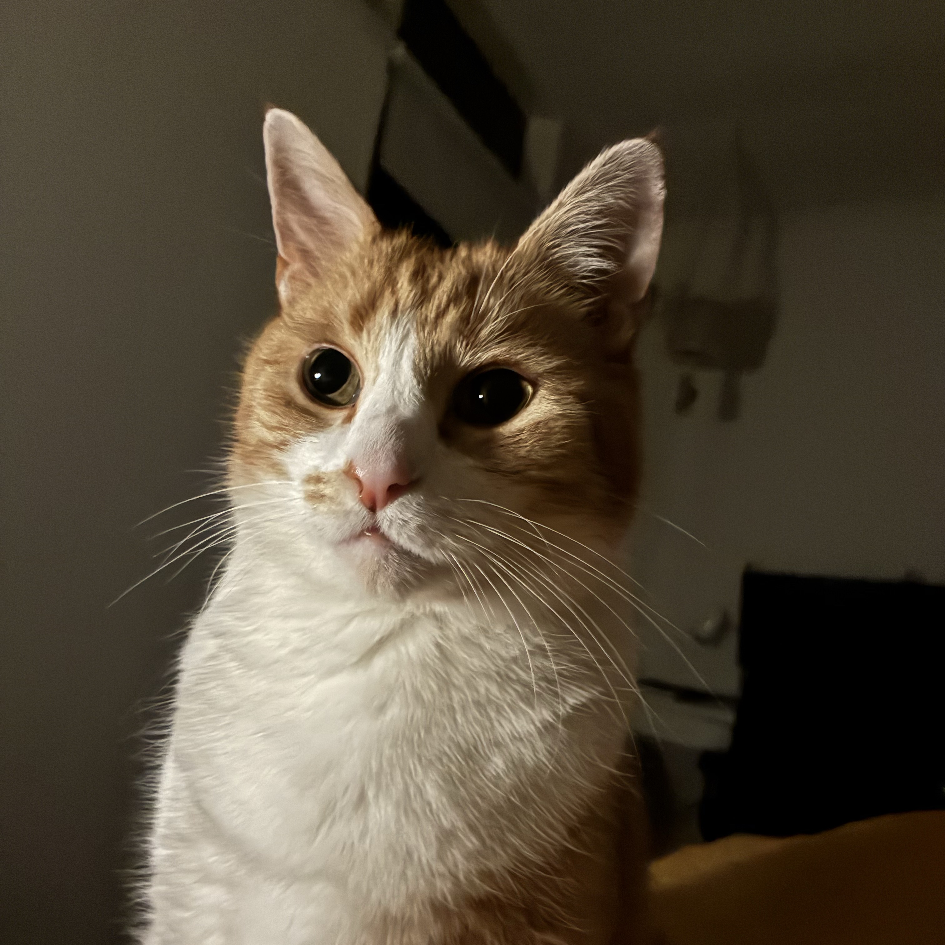 Ollie