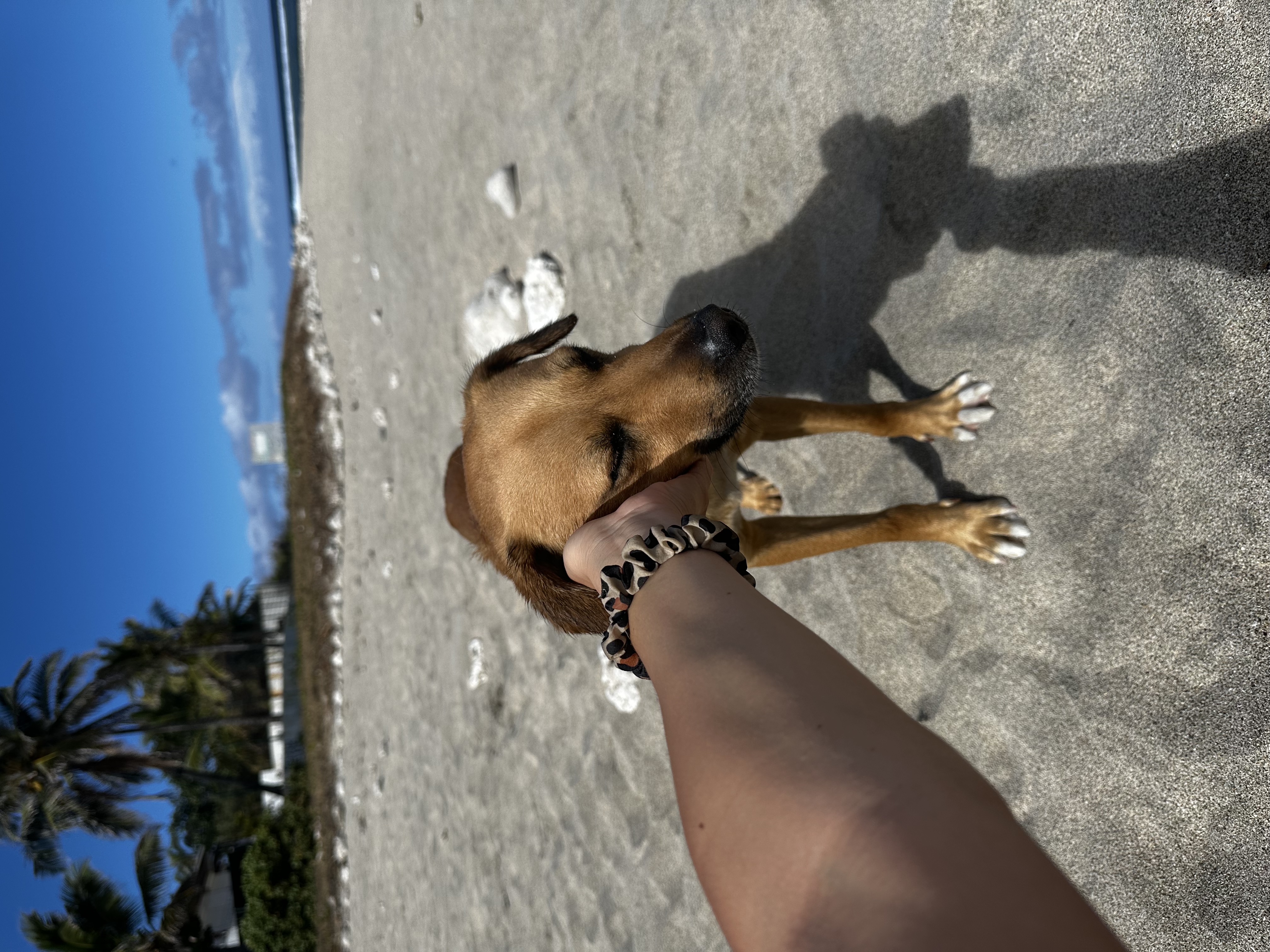 image-7