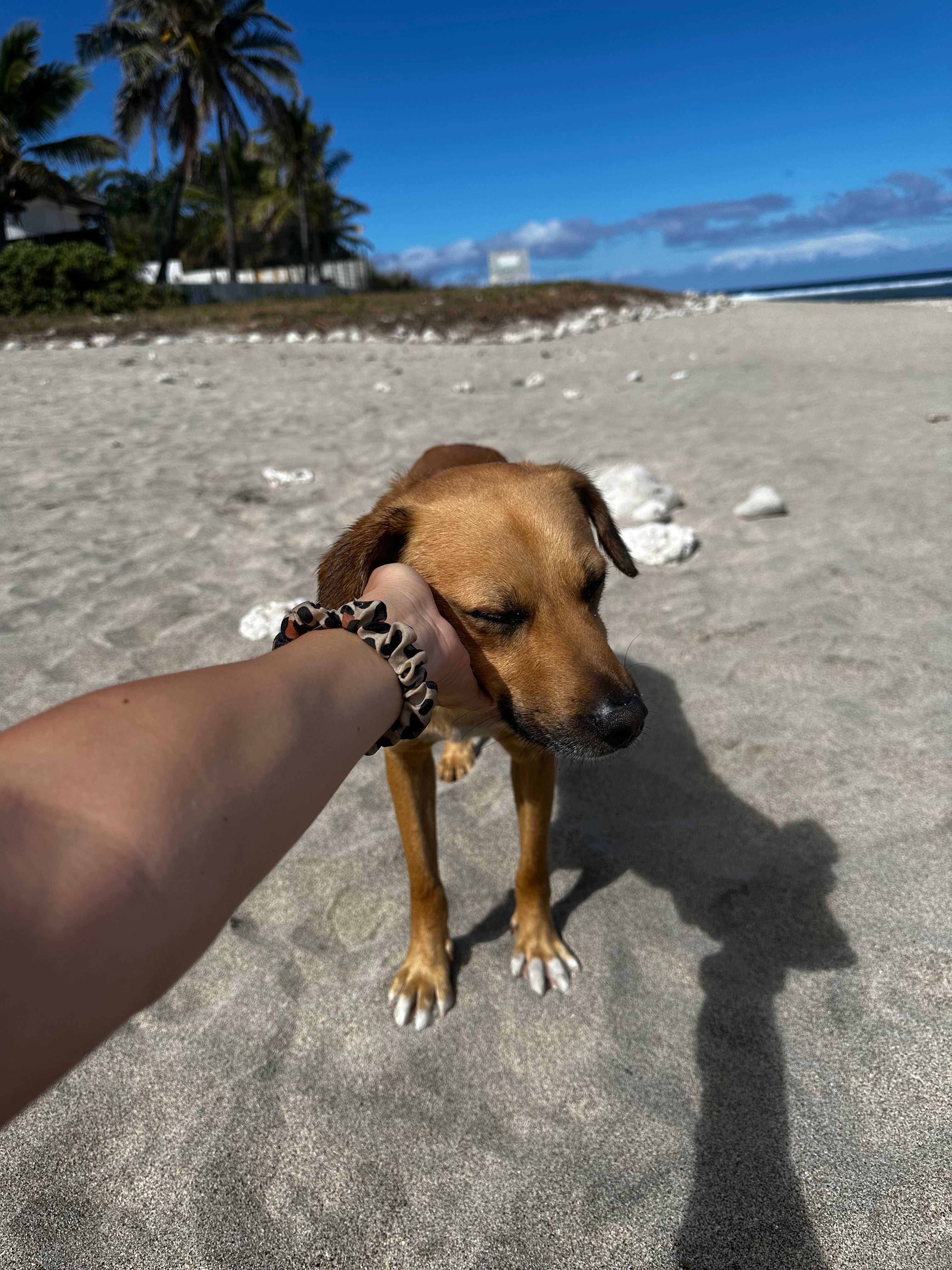 image-7