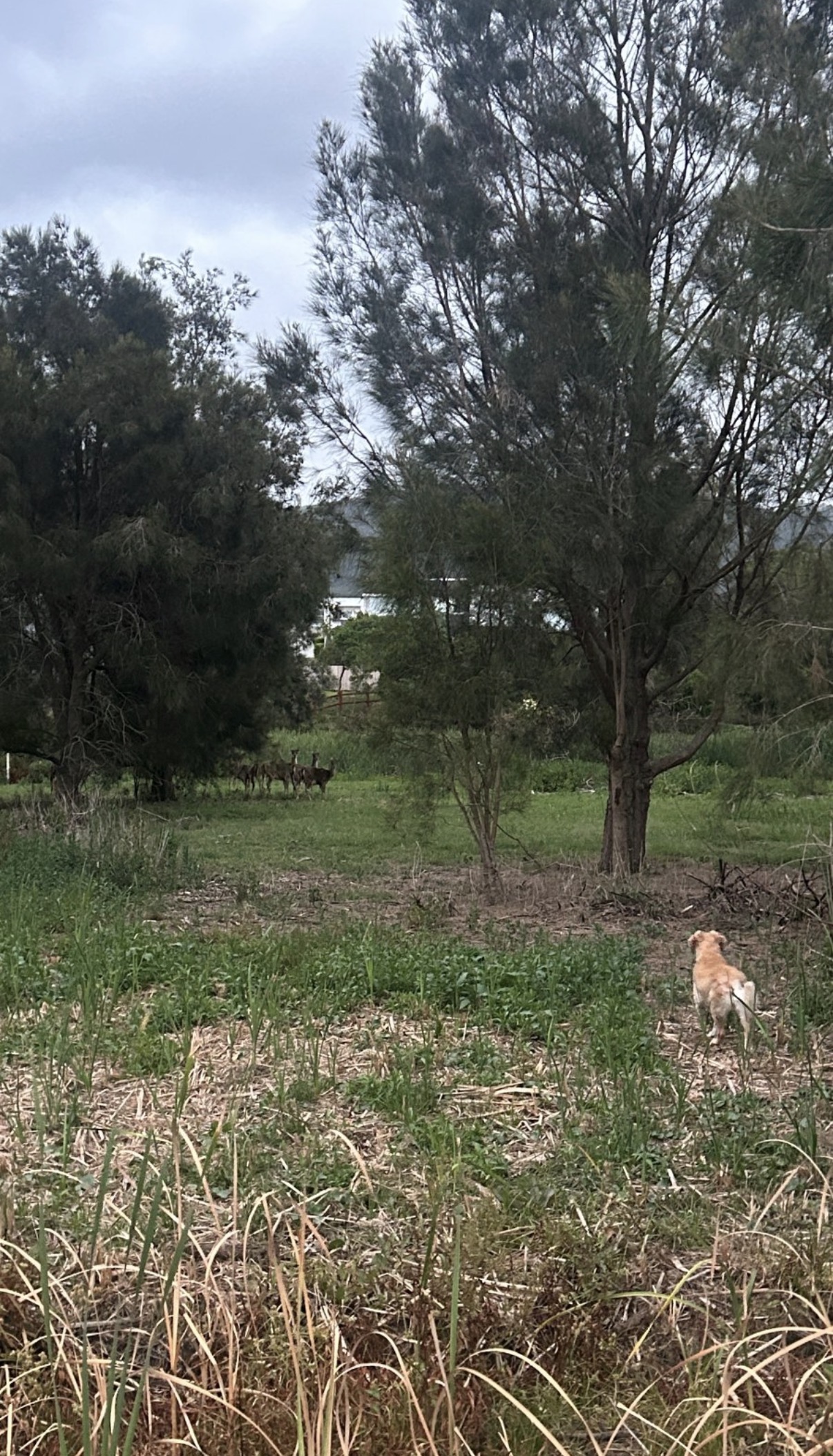 image-17