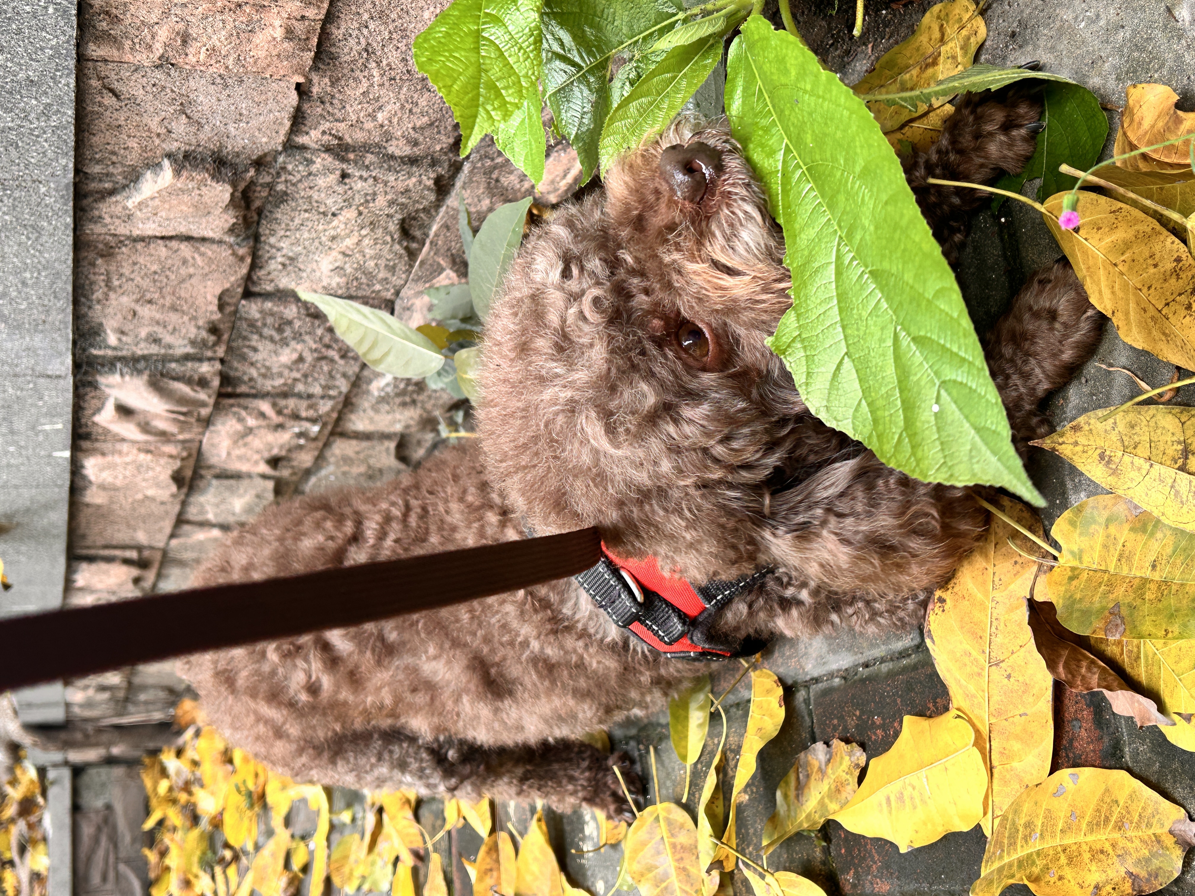 image-12
