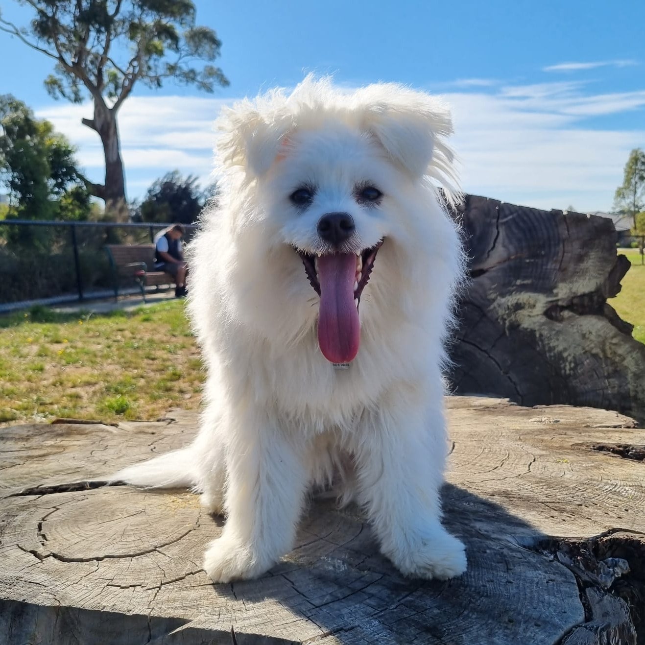 Mochi