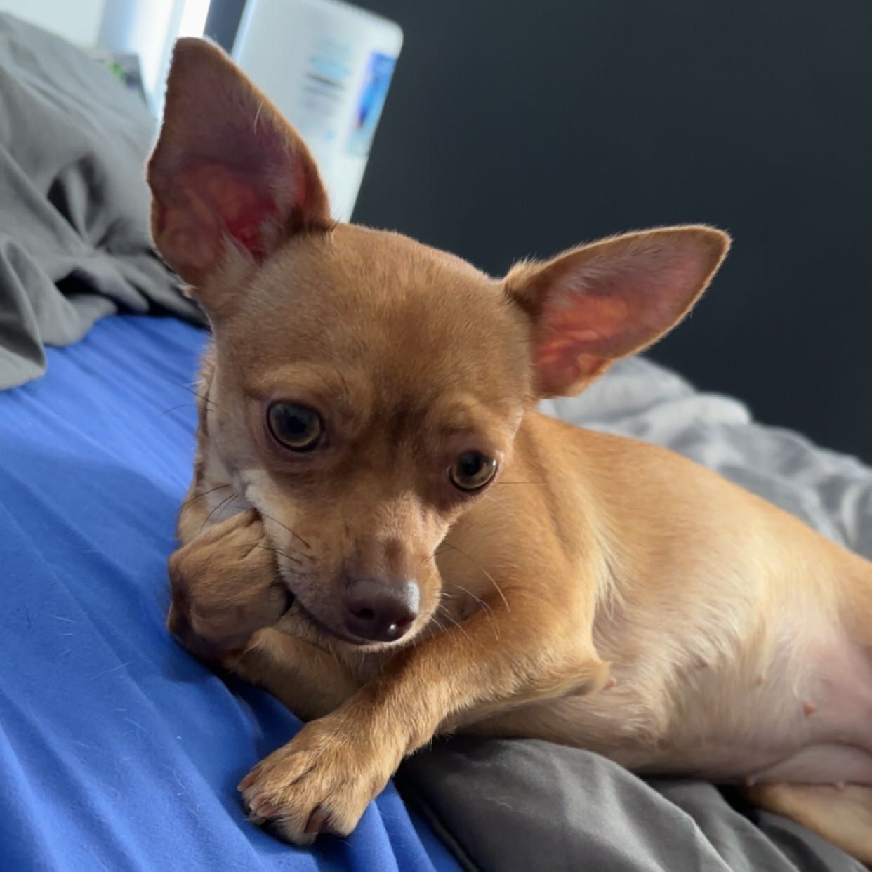 Bebe