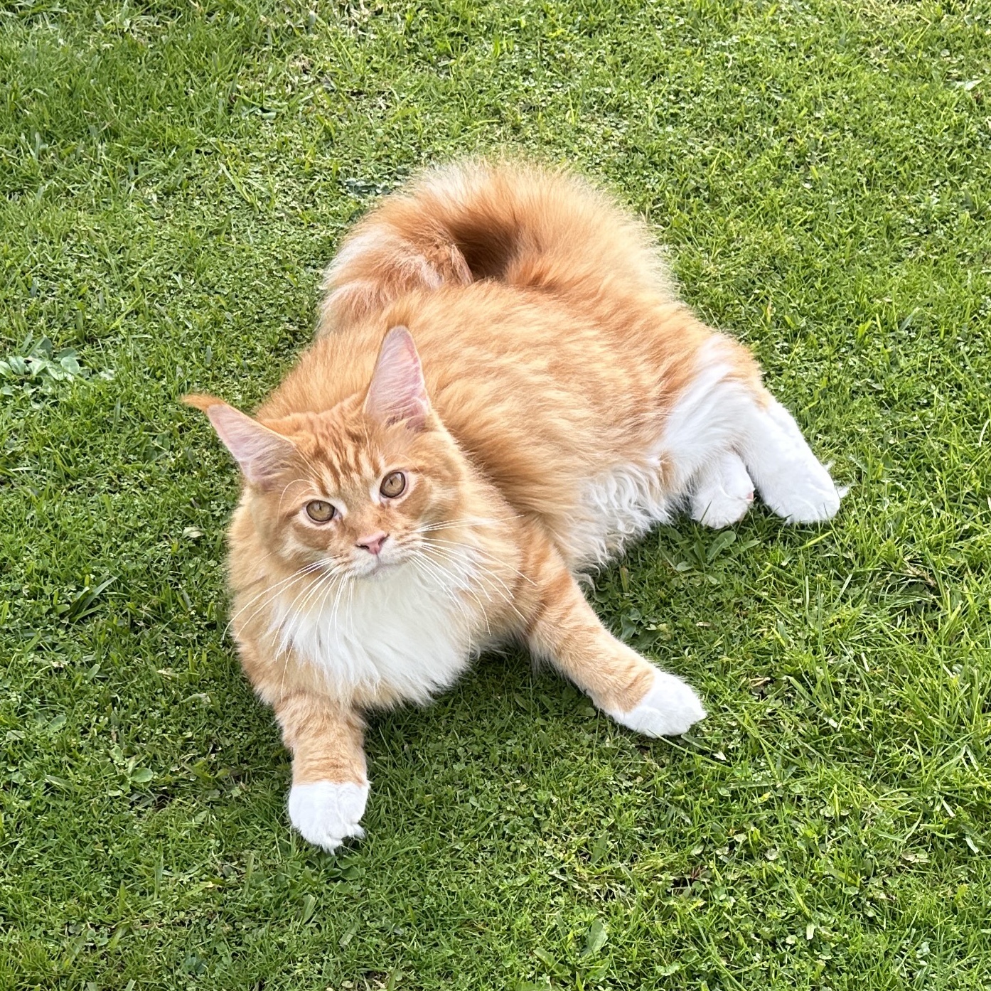 Luca