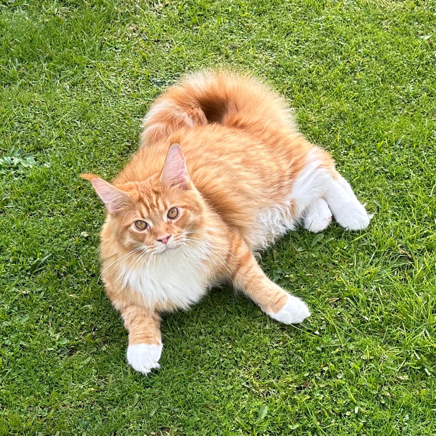 Luca