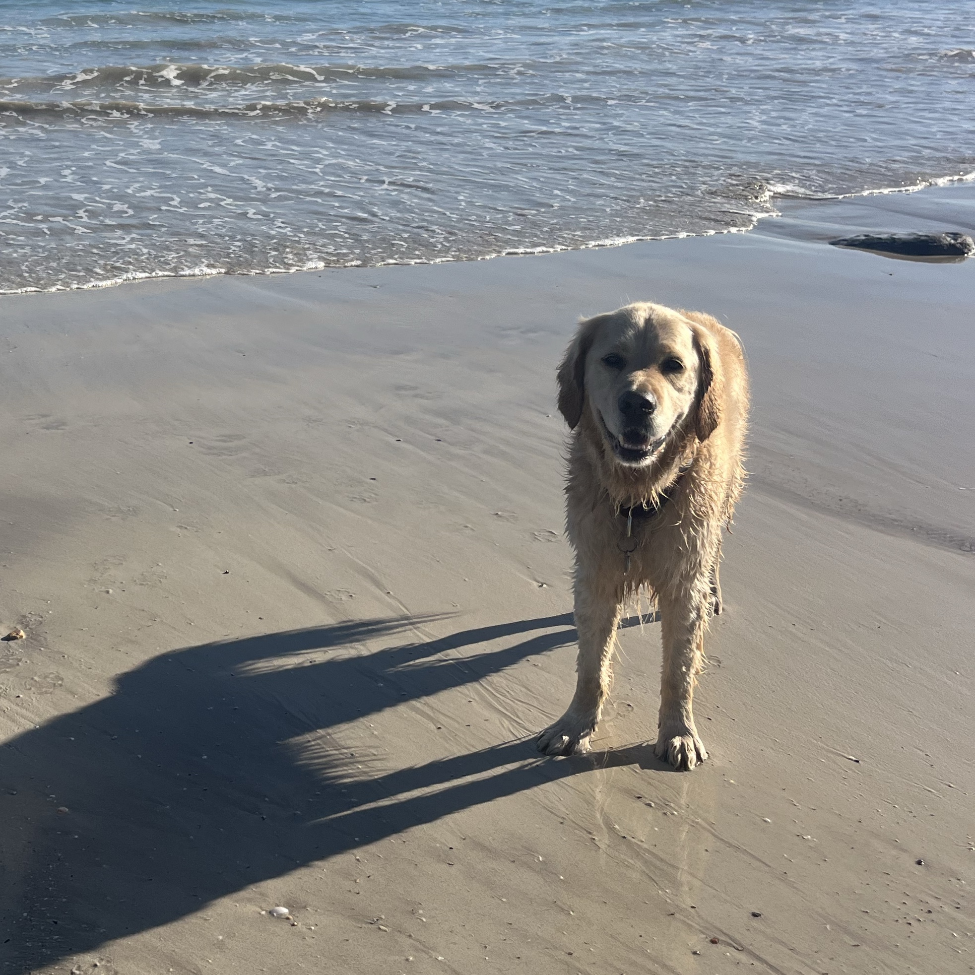 Kuma