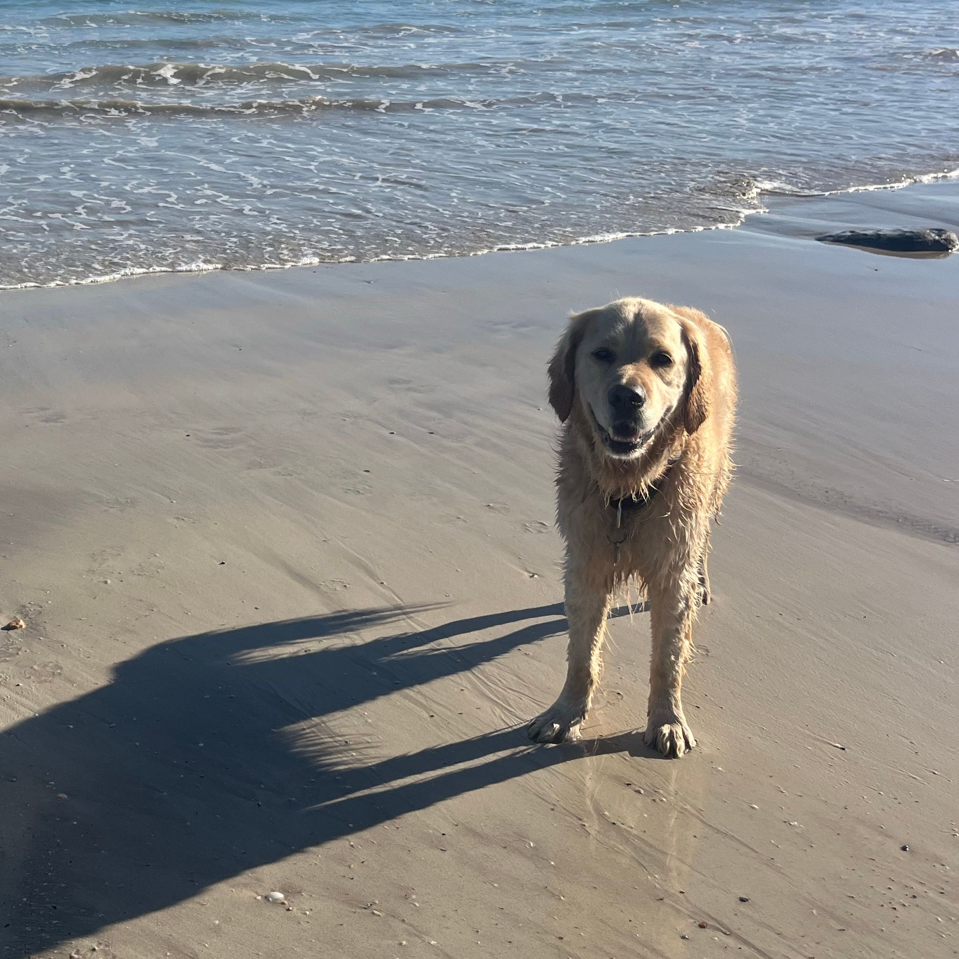 Kuma