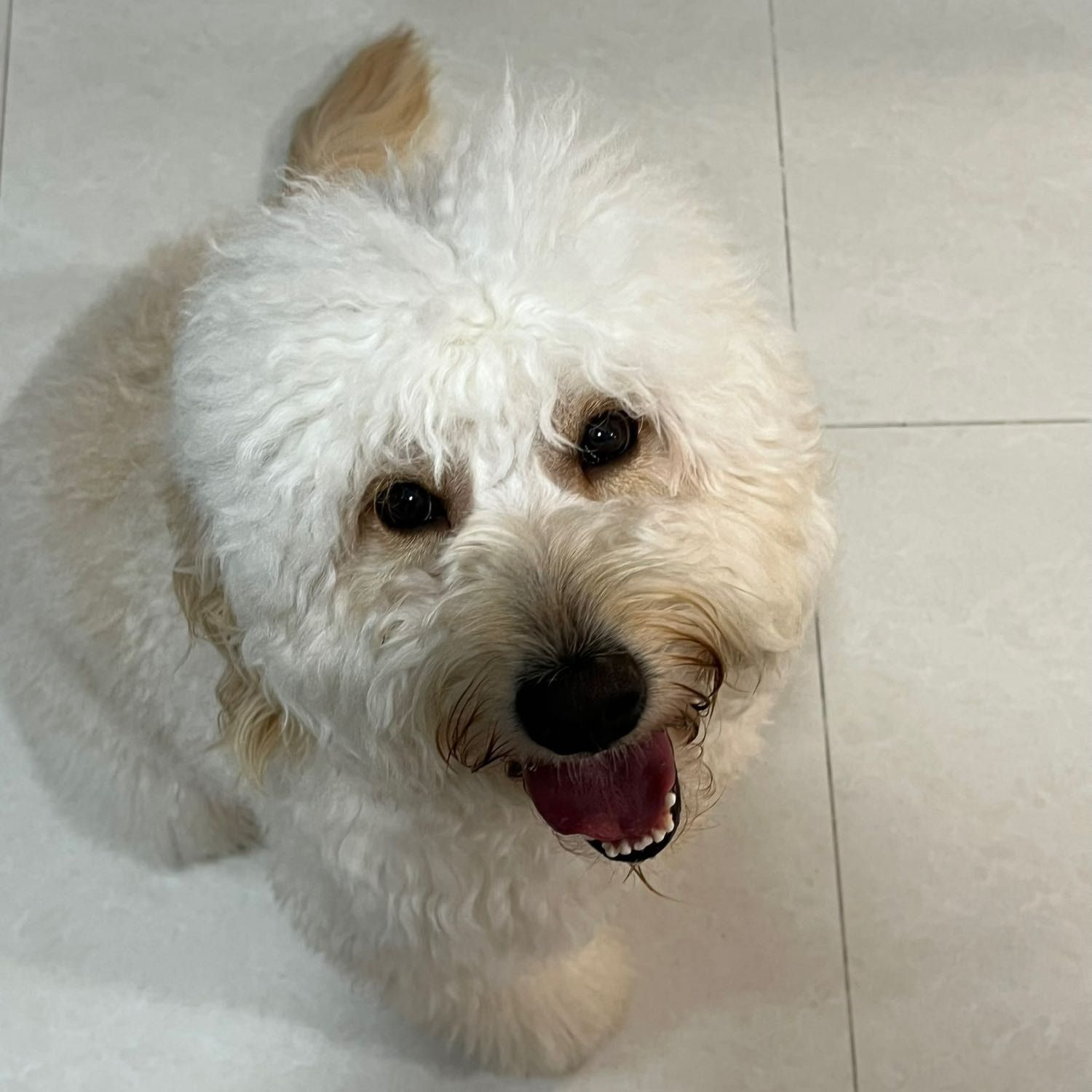 Bentley
