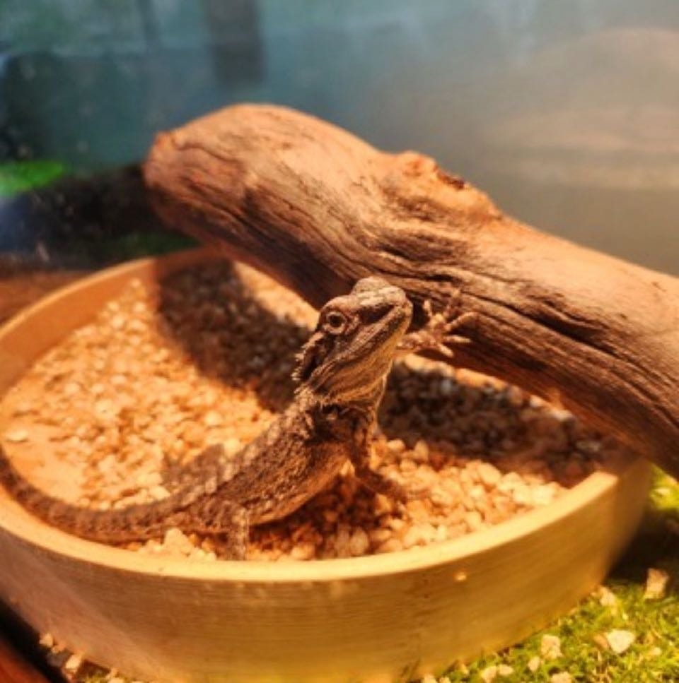 Ziggy 