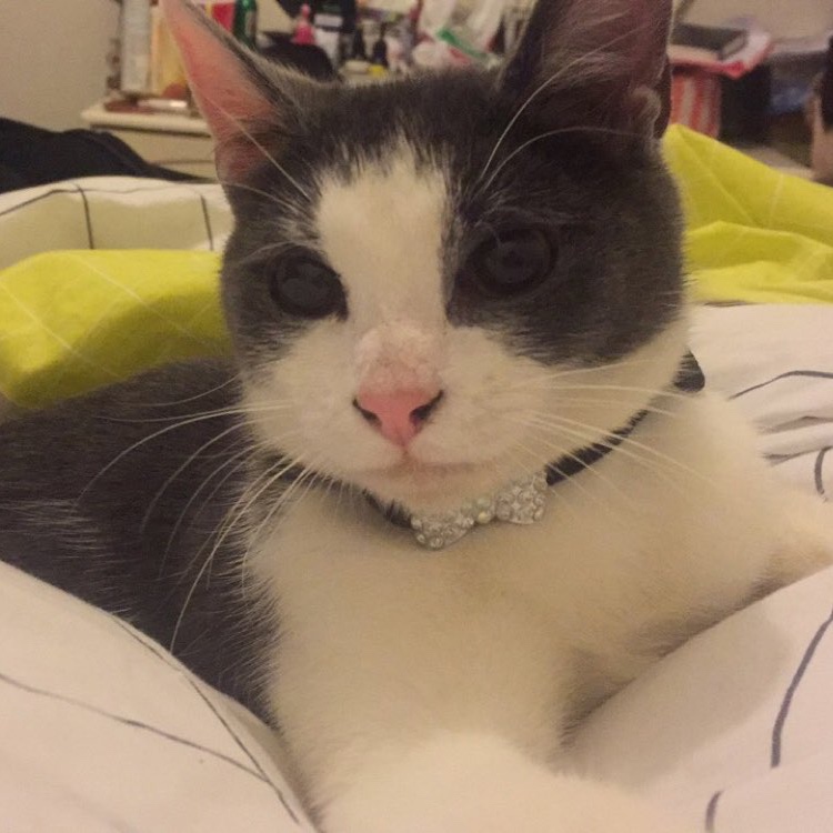 Pepper