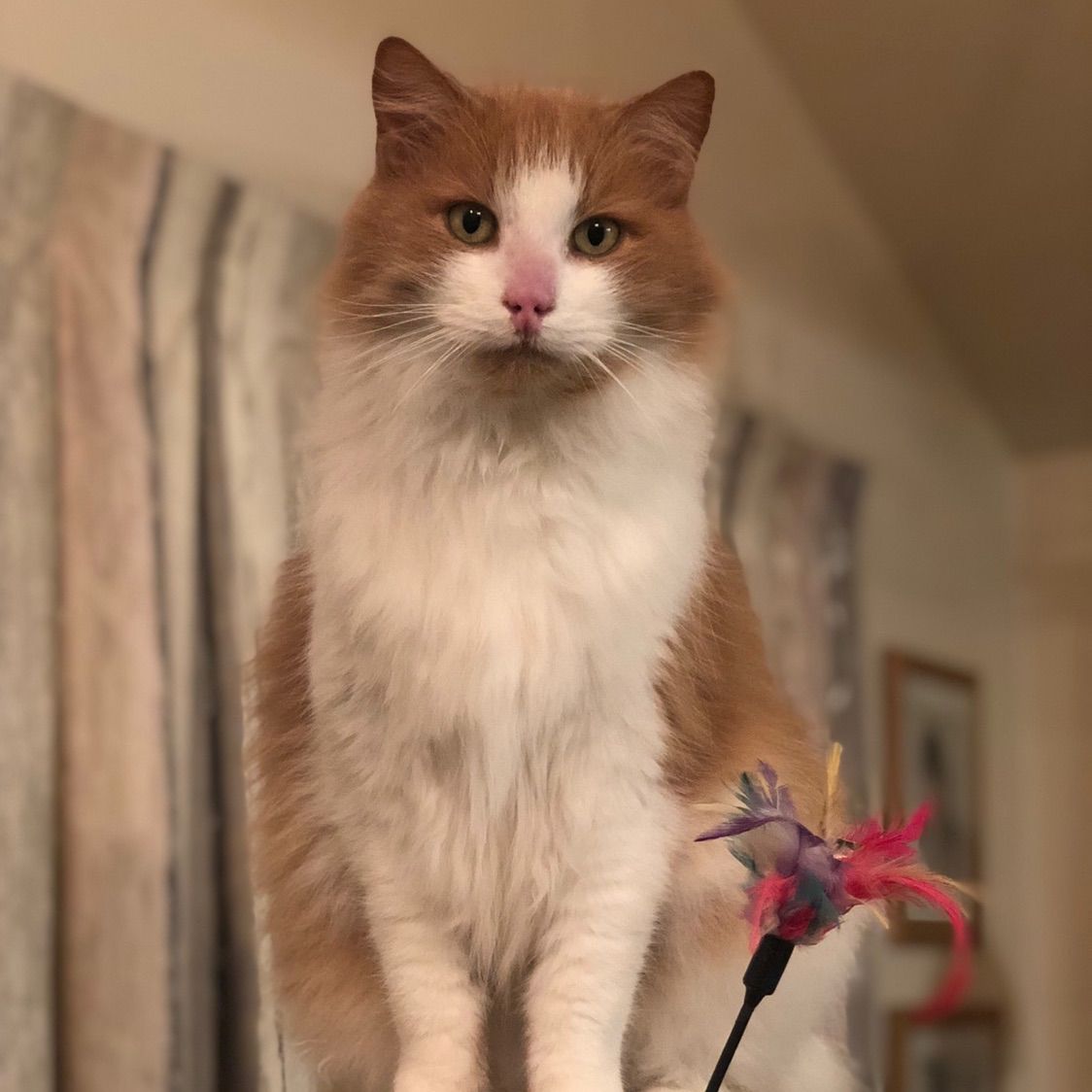 Jasper