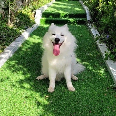 Yoshi