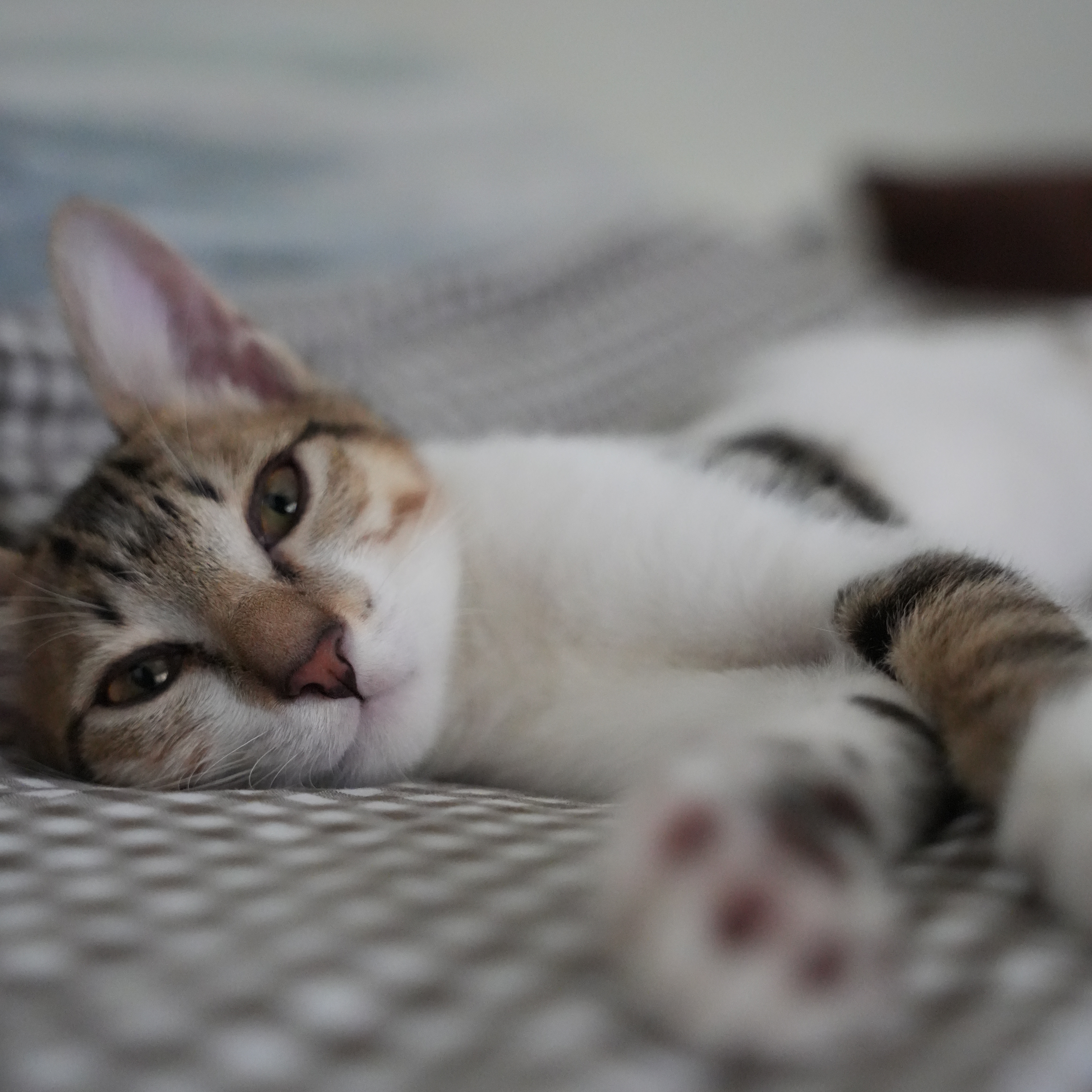 Bowie 