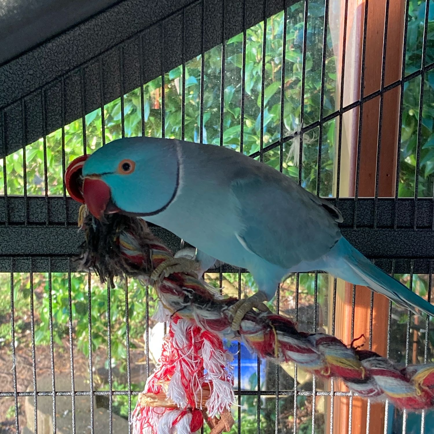 Blu