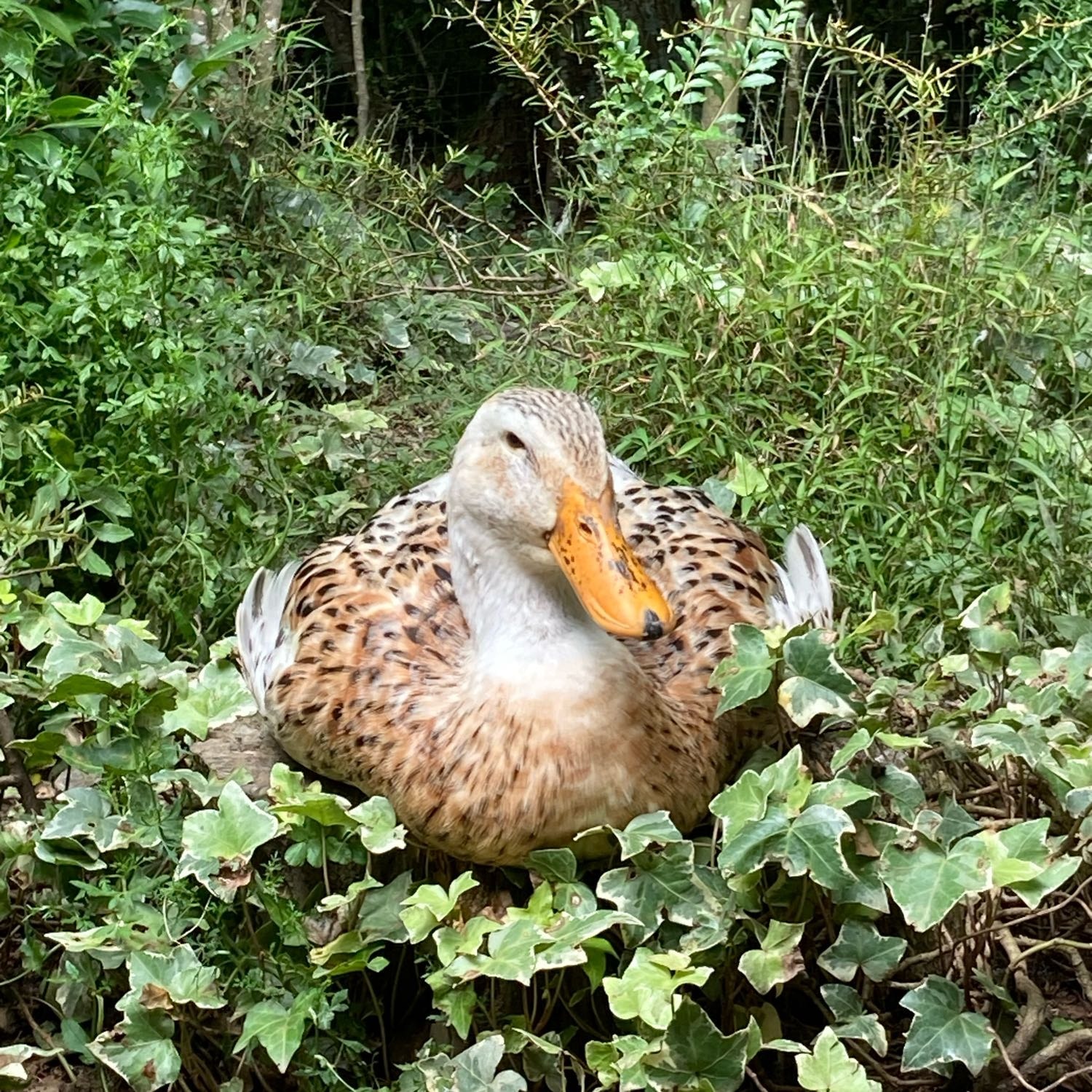 Bo