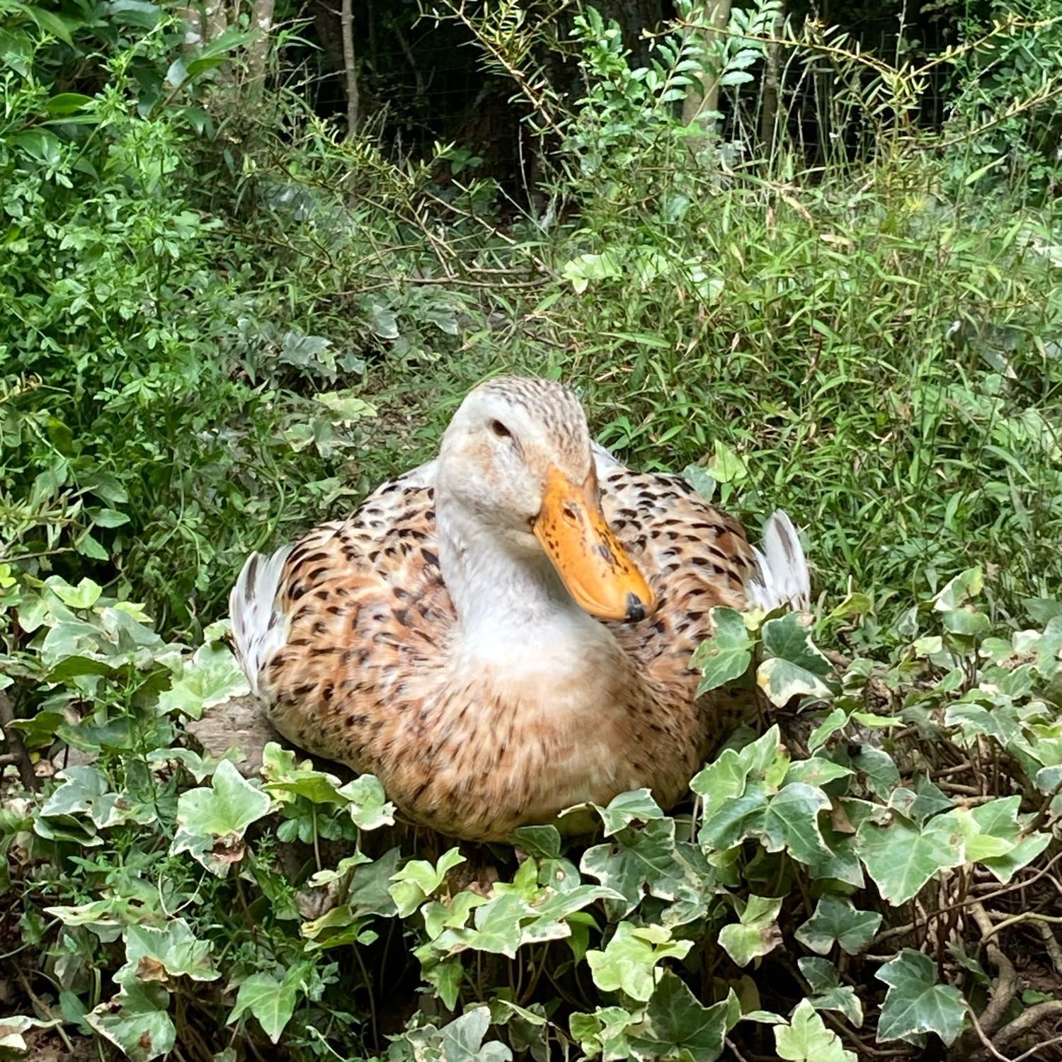 Bo