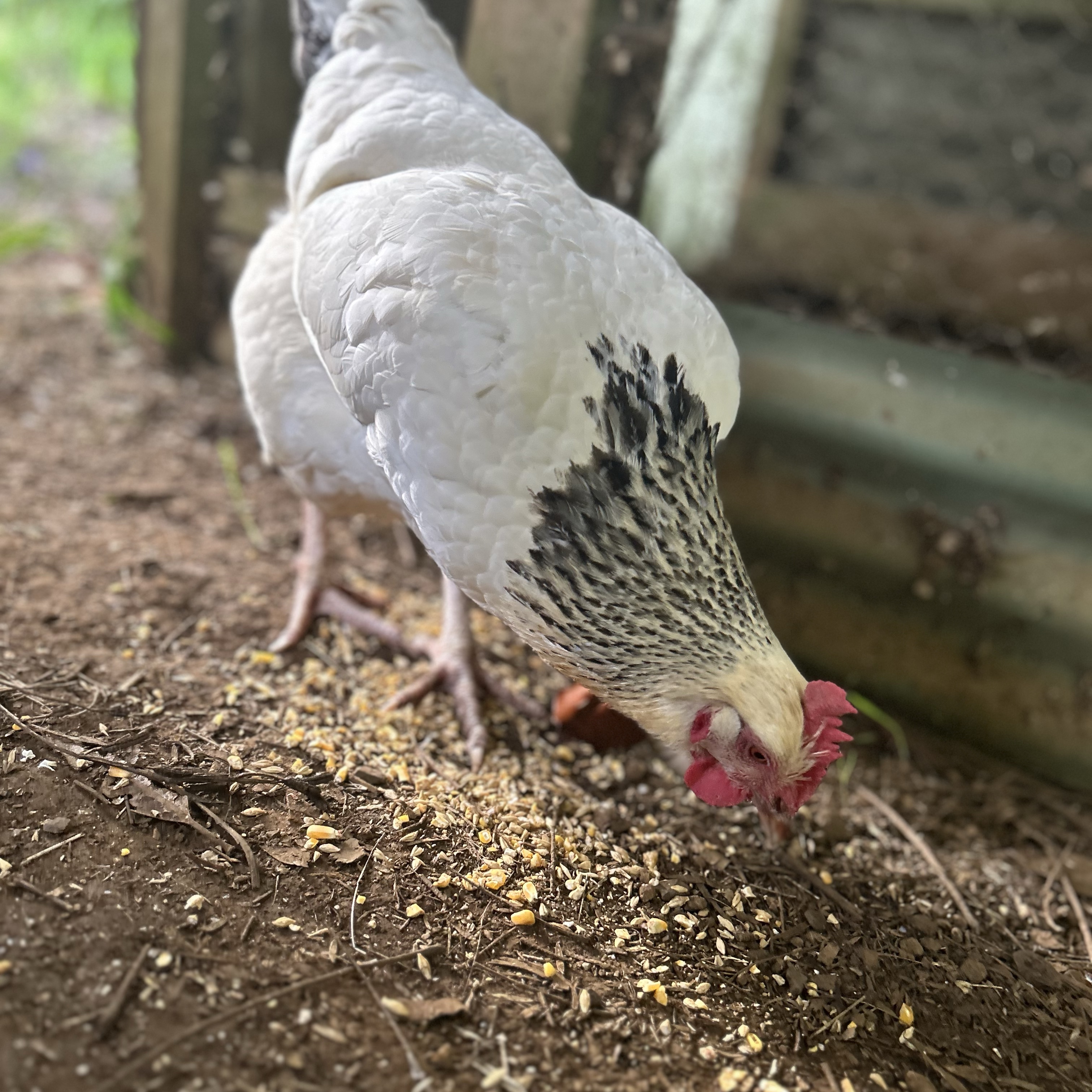 Piper