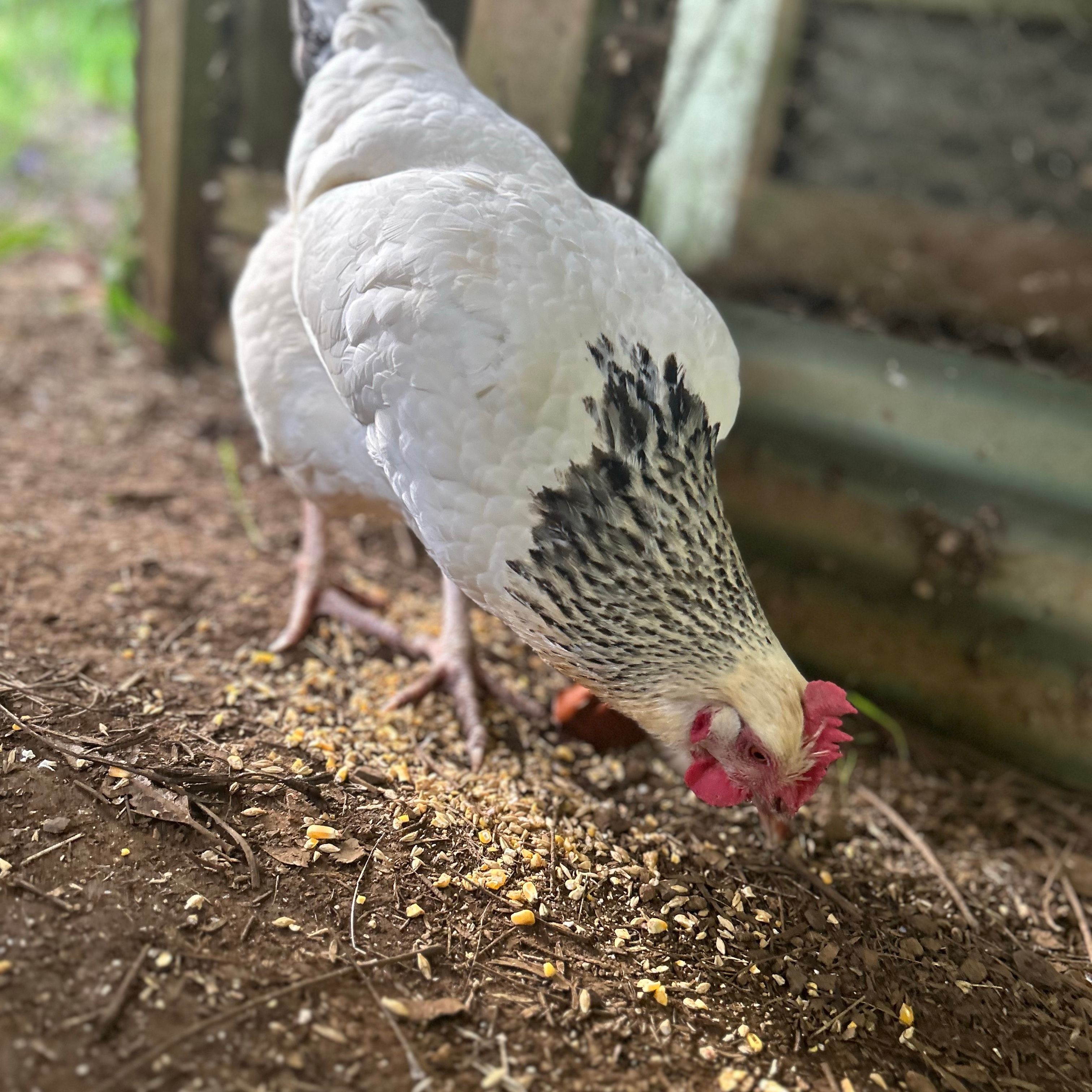 Piper